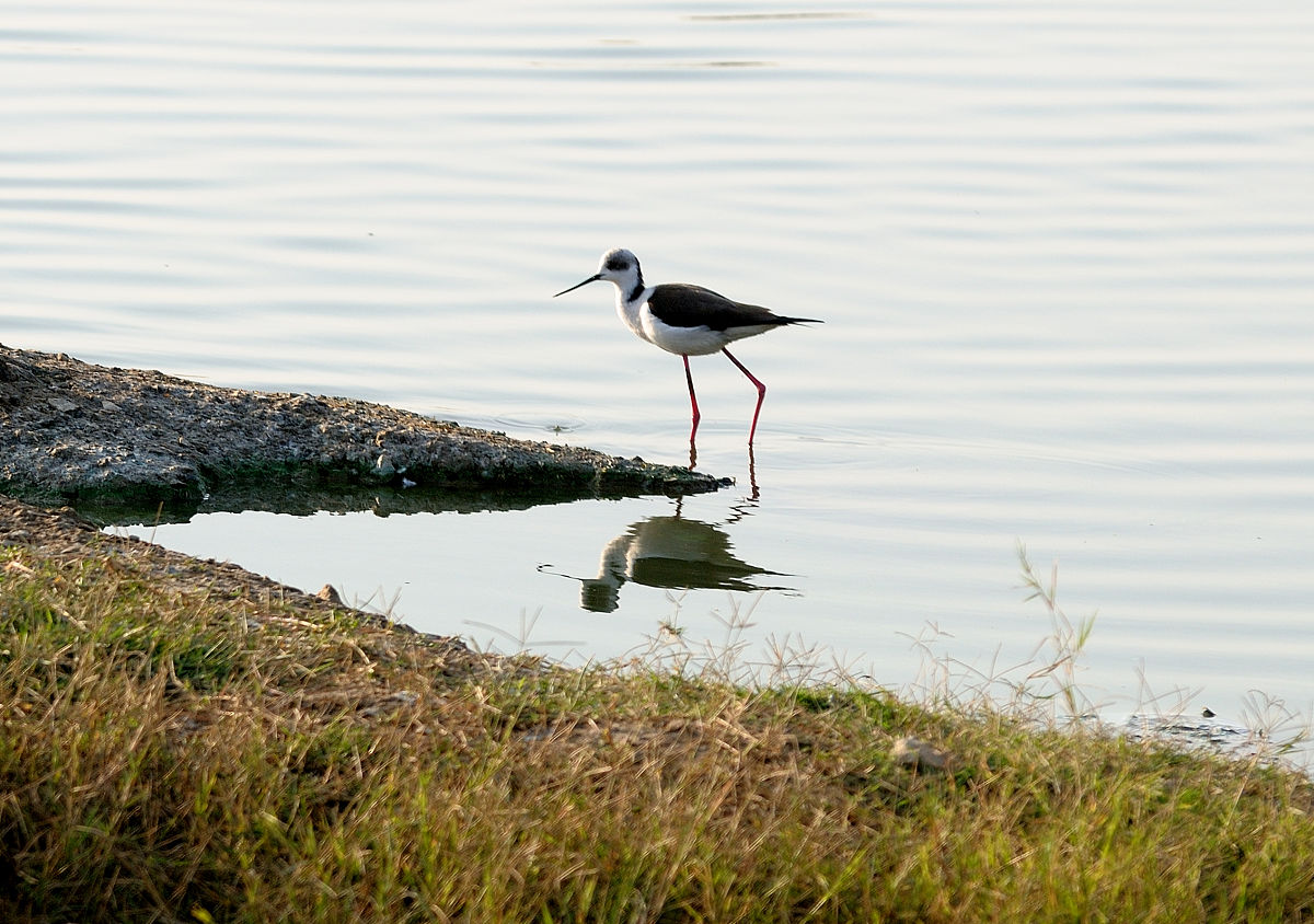 解释一下魔物娘