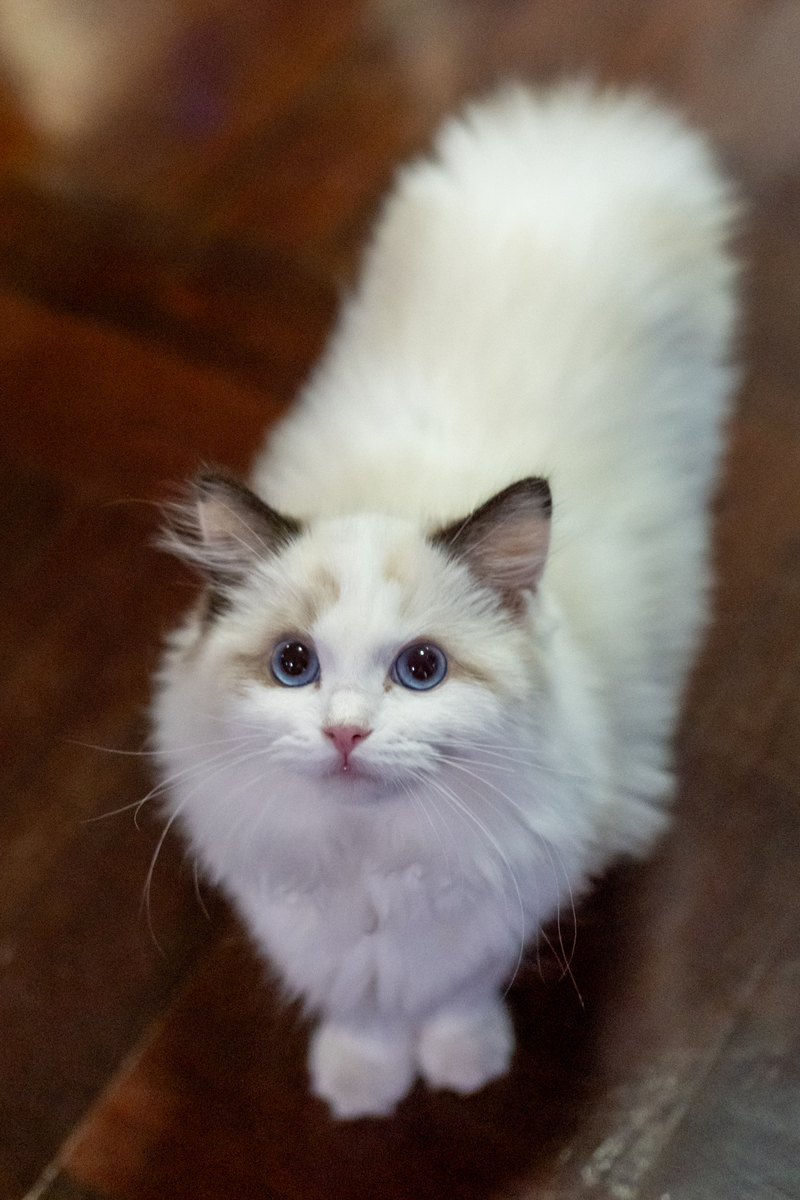 布偶猫毛发易打结？这些方法帮你轻松解决！