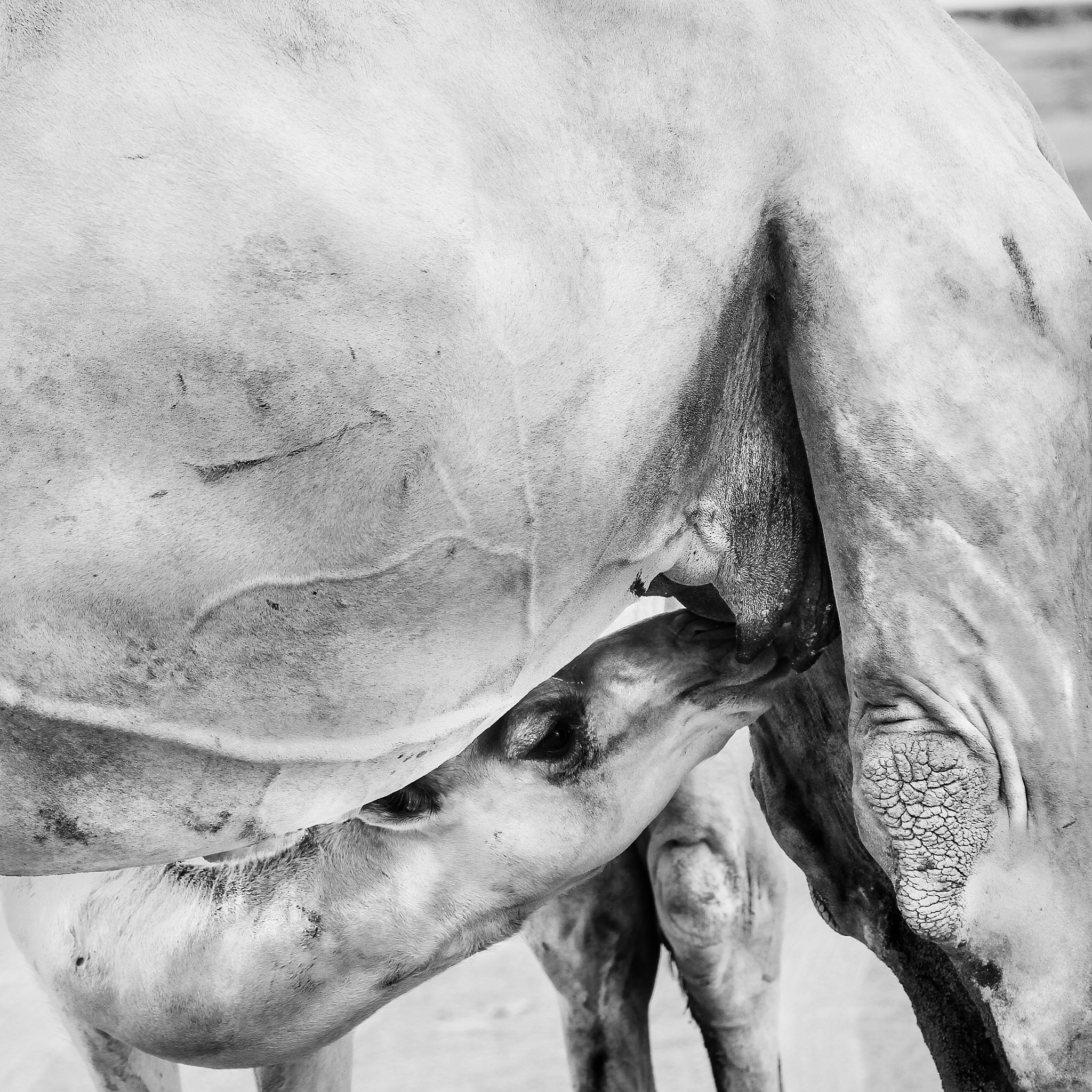 马匹阉割手术详解：过程、方法和术后护理