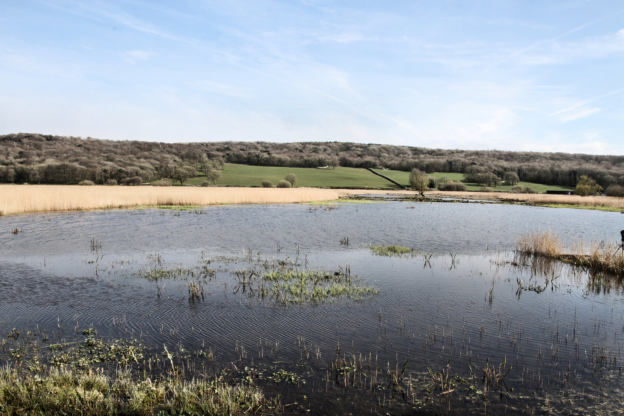 a picture of leighton moss nature reserve