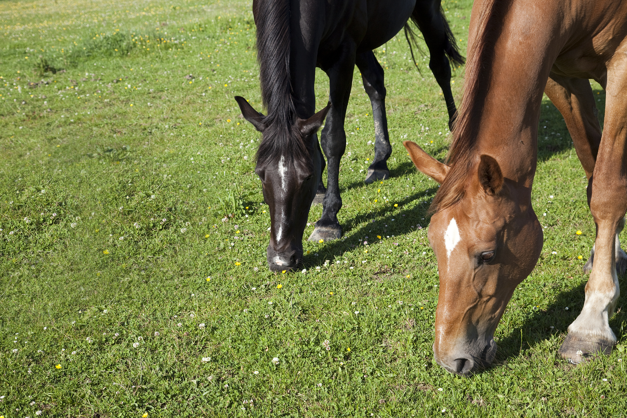 horses grazing
