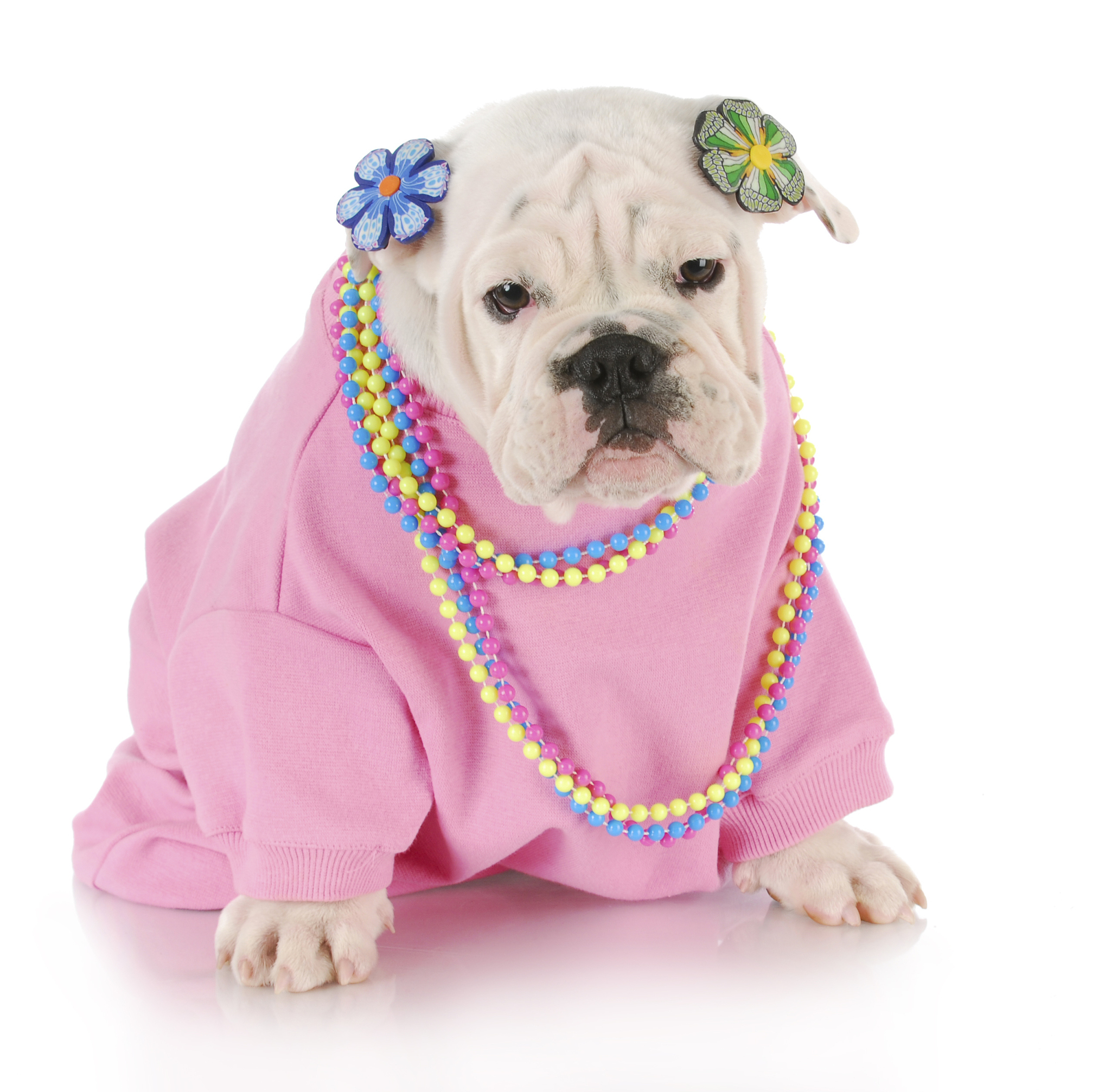 寵物照片訂製項鏈寫一片臉書廣告精簡推文