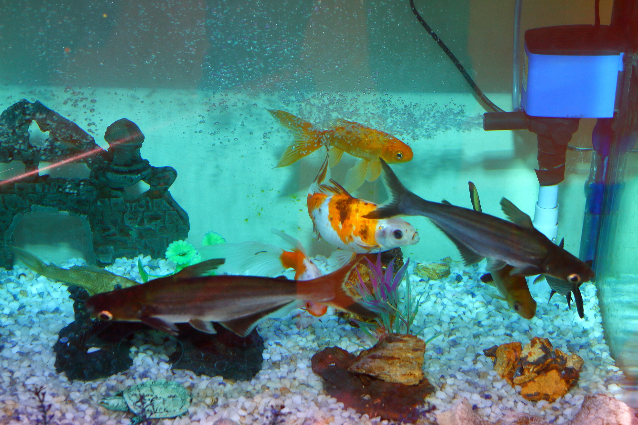 水族科学与技术专科就业前景：水产养殖、水族馆建设、水生生物保护