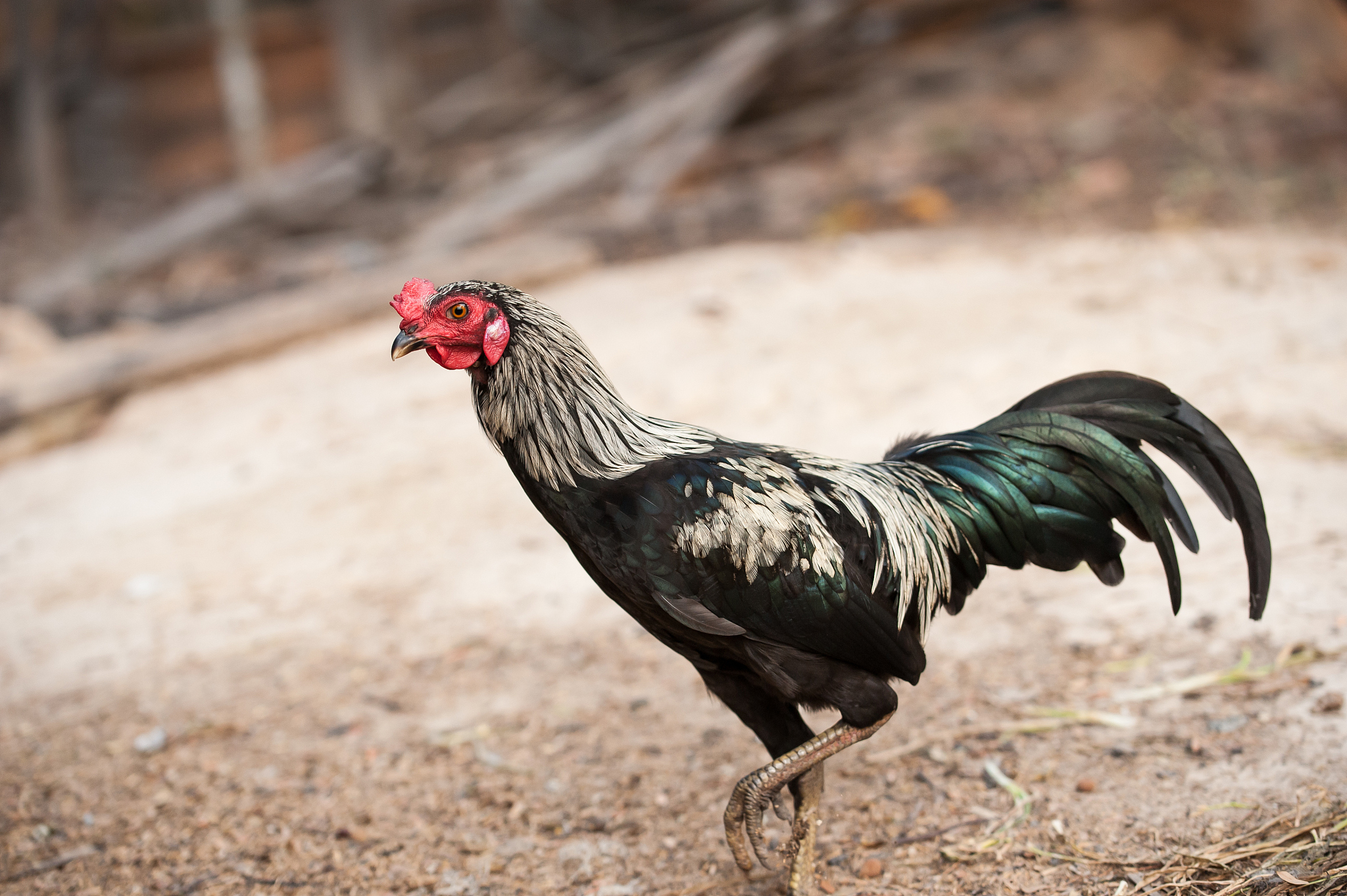 cock in asia
