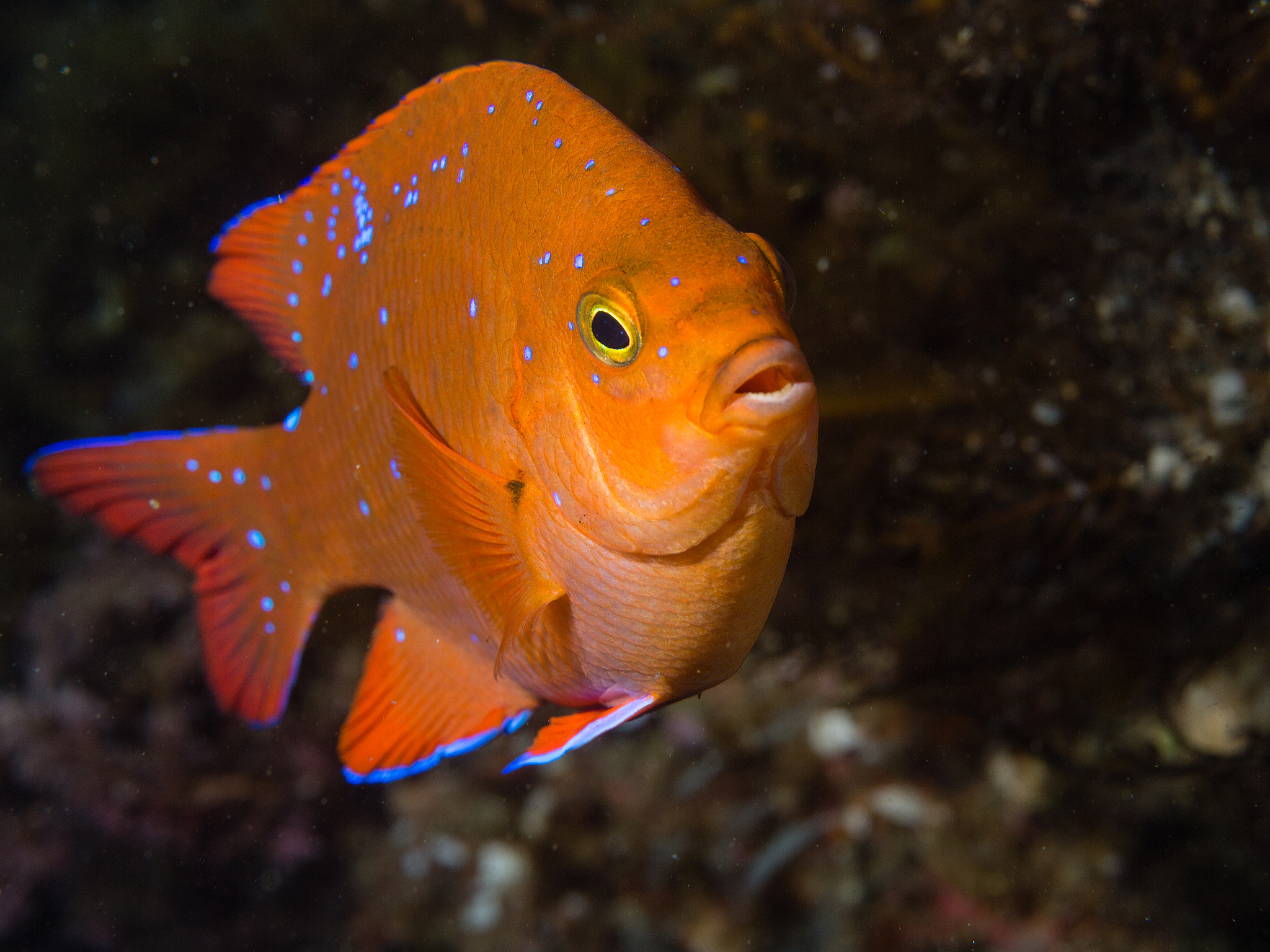 请问在Baldis Basics Plus里有什么角色？并把所有角色列举起来再把所有道具列举出来然后再把所有房间列举出来然后再列举所有随机事件再举例结构再详细介绍角色道具房间随机事件和结构。