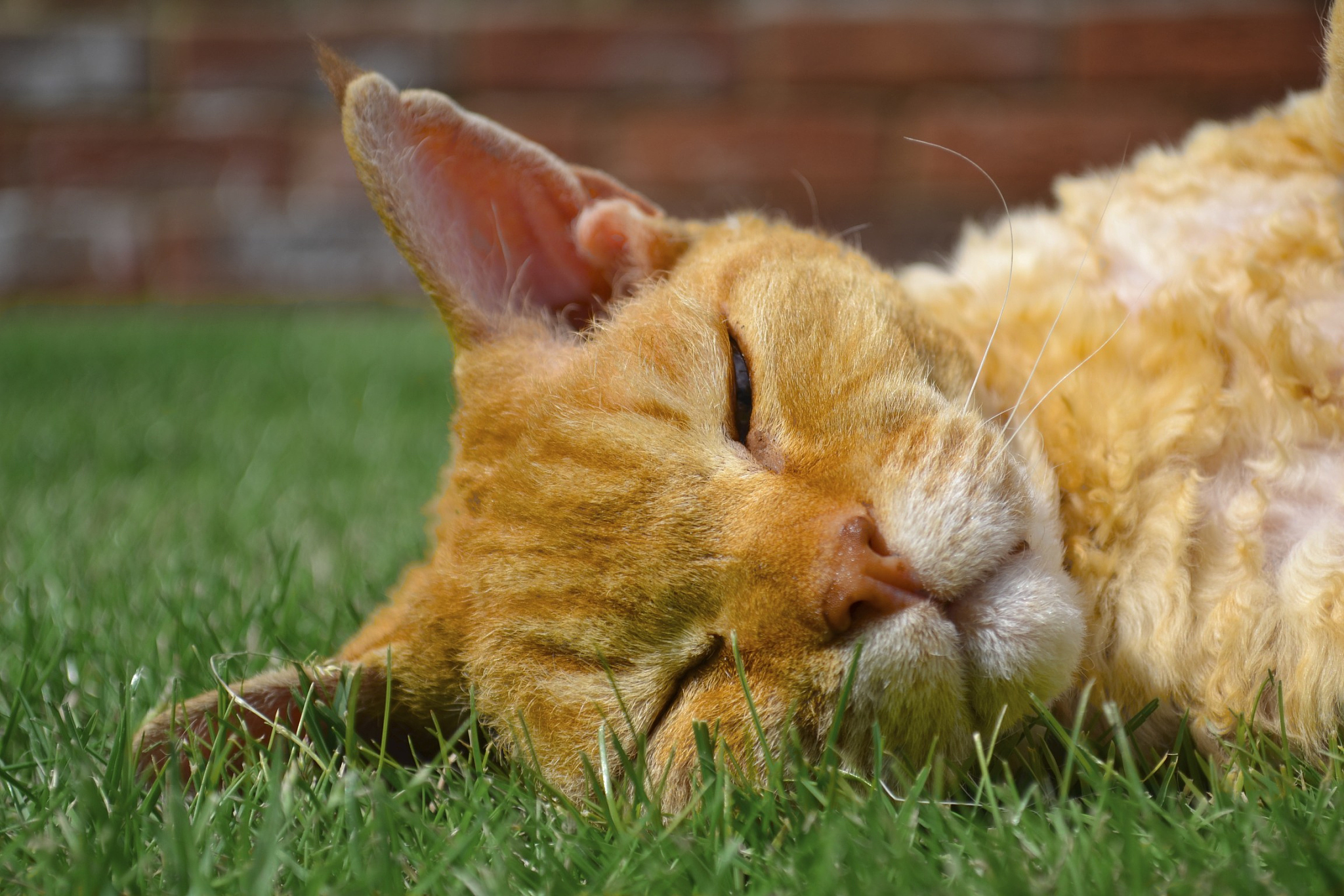 cat relaxing in the grass.
