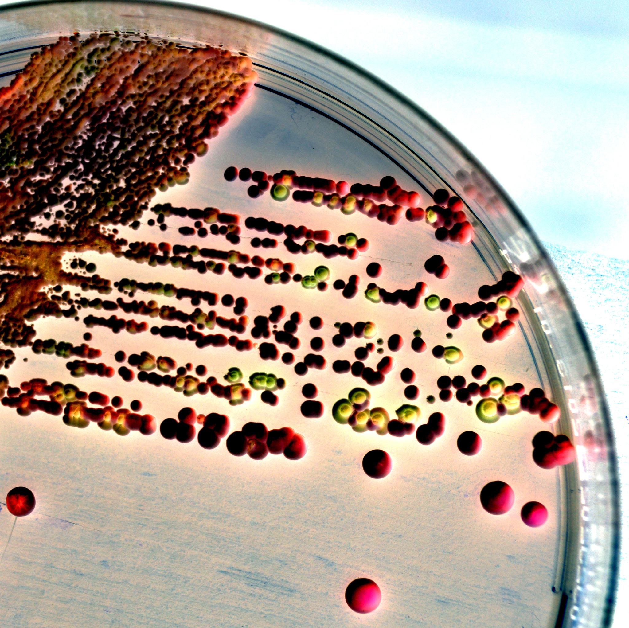 酵母菌和乳酸菌分别是细菌还是真菌？