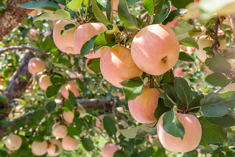 烟台苹果：口感清脆香甜，营养丰富的世界名果