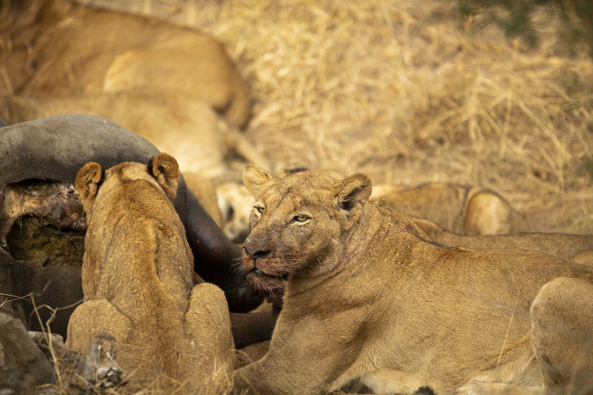 动物可以吃动物？