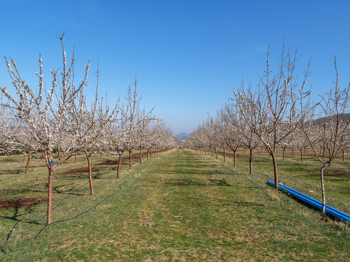 瑞雪苹果苗用210字帮我详细描述