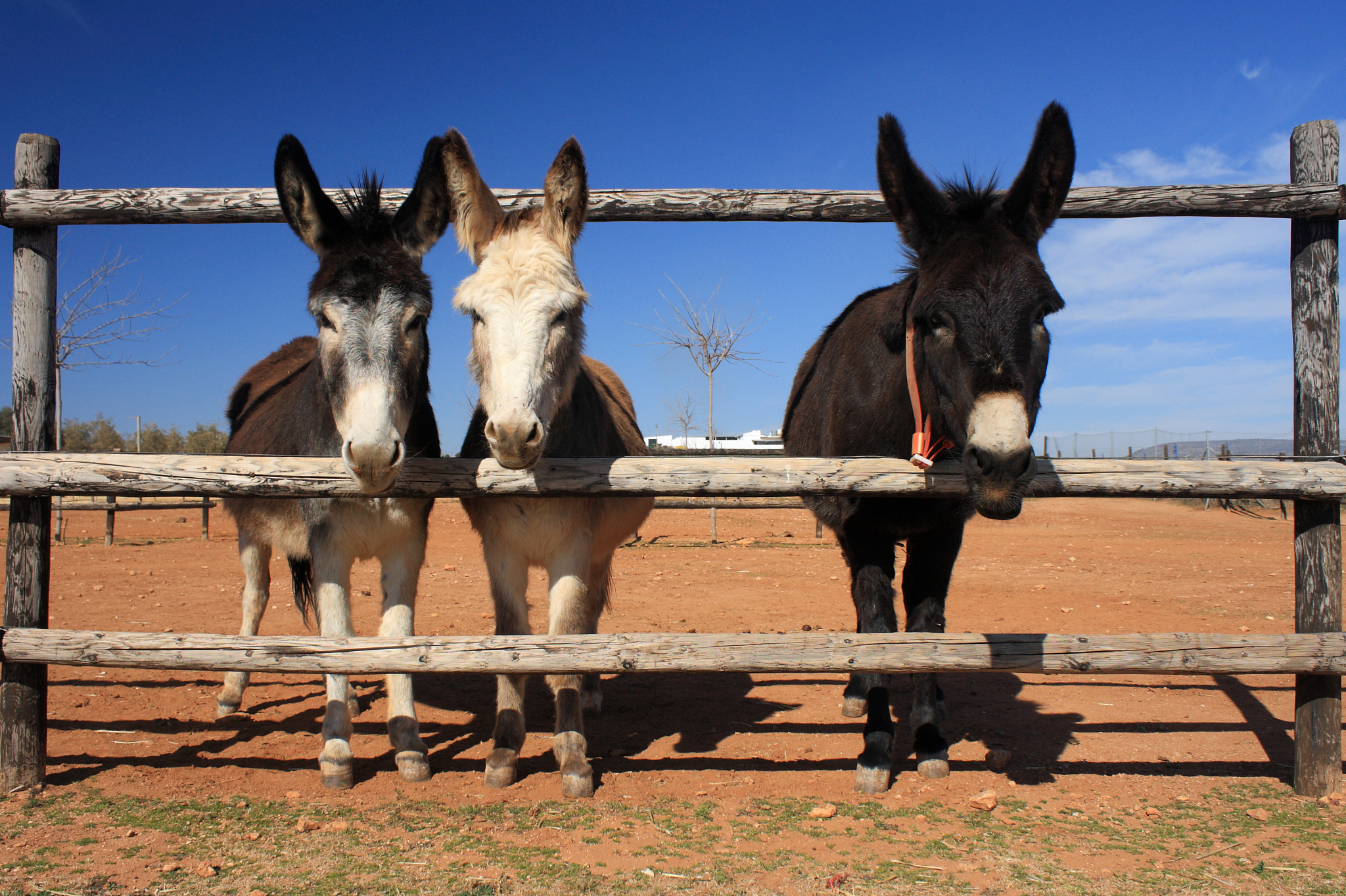 three miniature donkeys