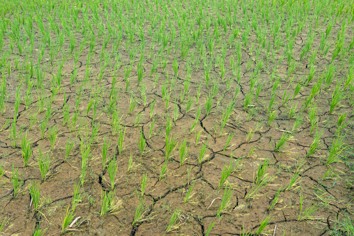 水资源枯竭背景下，水节约冬小麦种植的长期效益研究