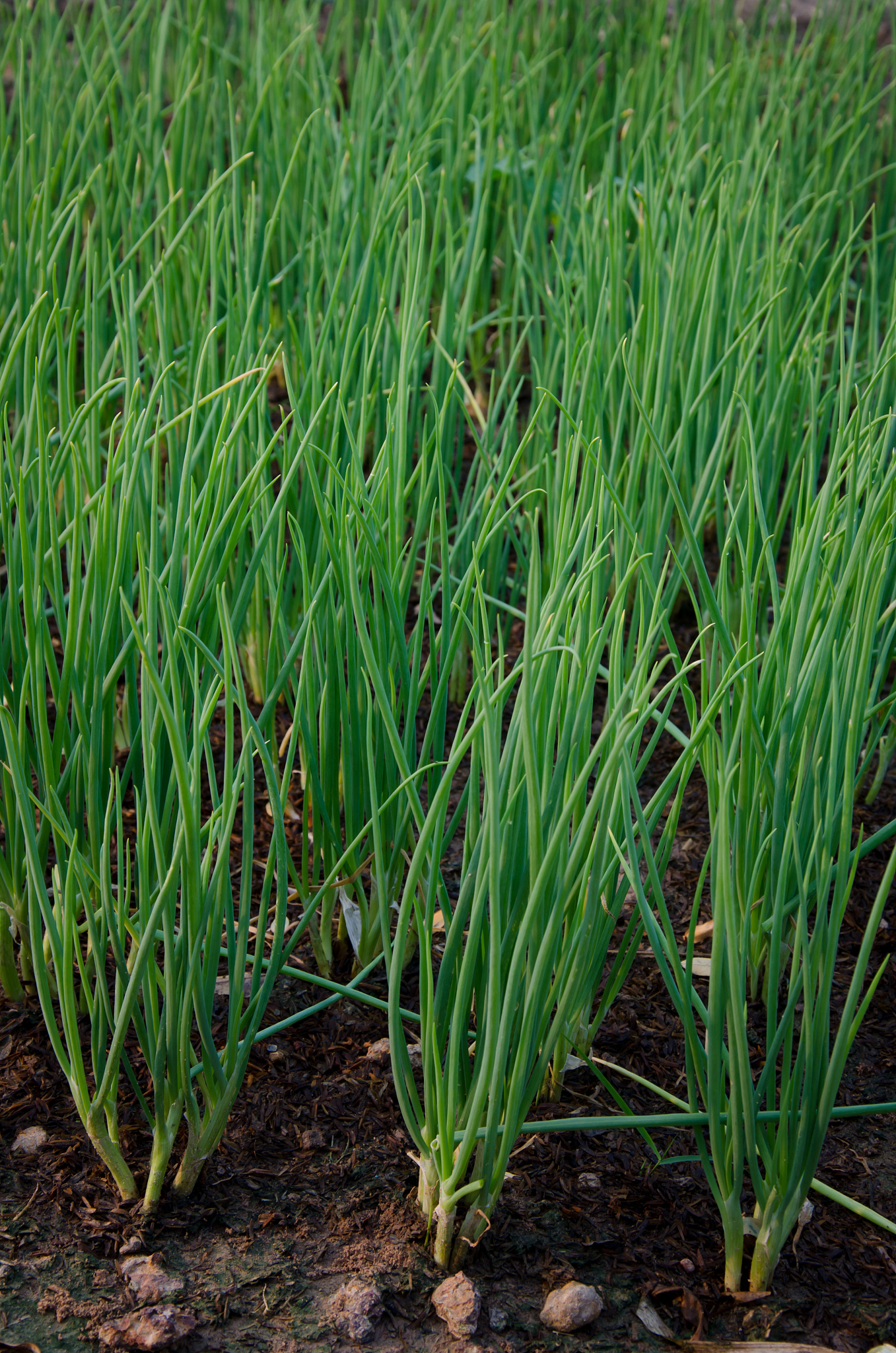 spring onion
