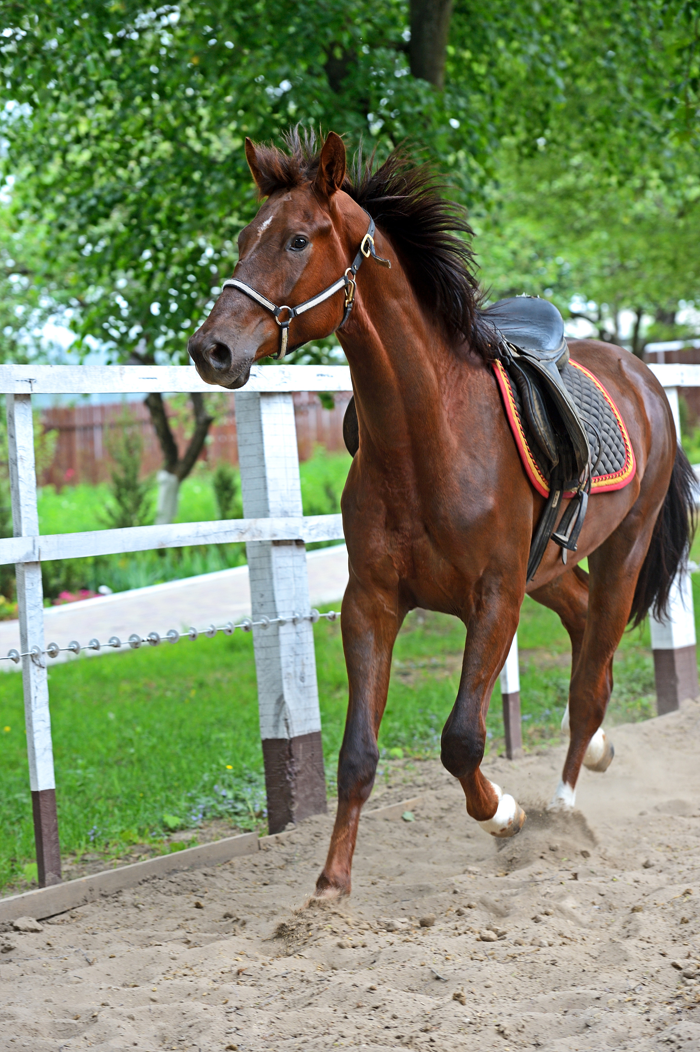 horse