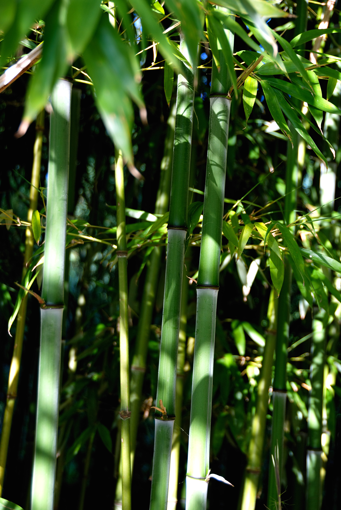 bamboo forest