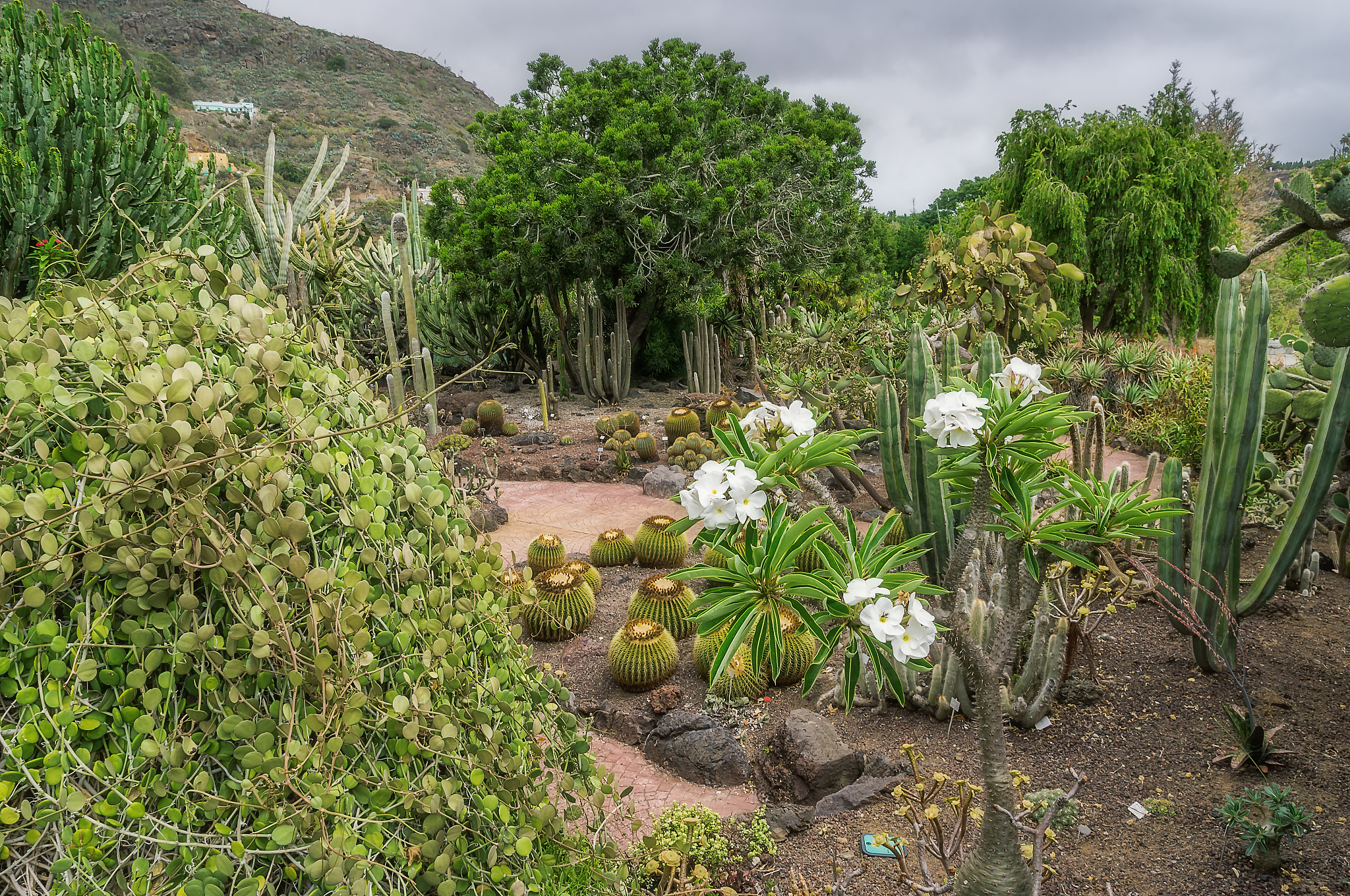 请整理以下内容原产于南美我国各地及欧洲等地广为栽培宜生长于肥沃、疏松中性或微酸性的土壤中。