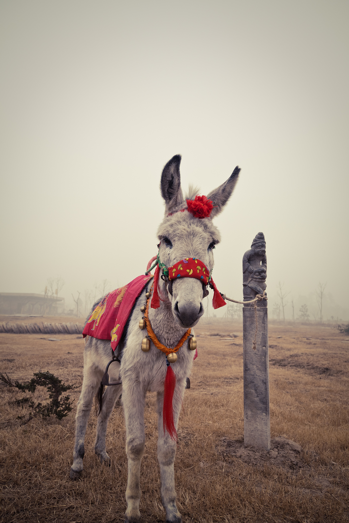 donkey