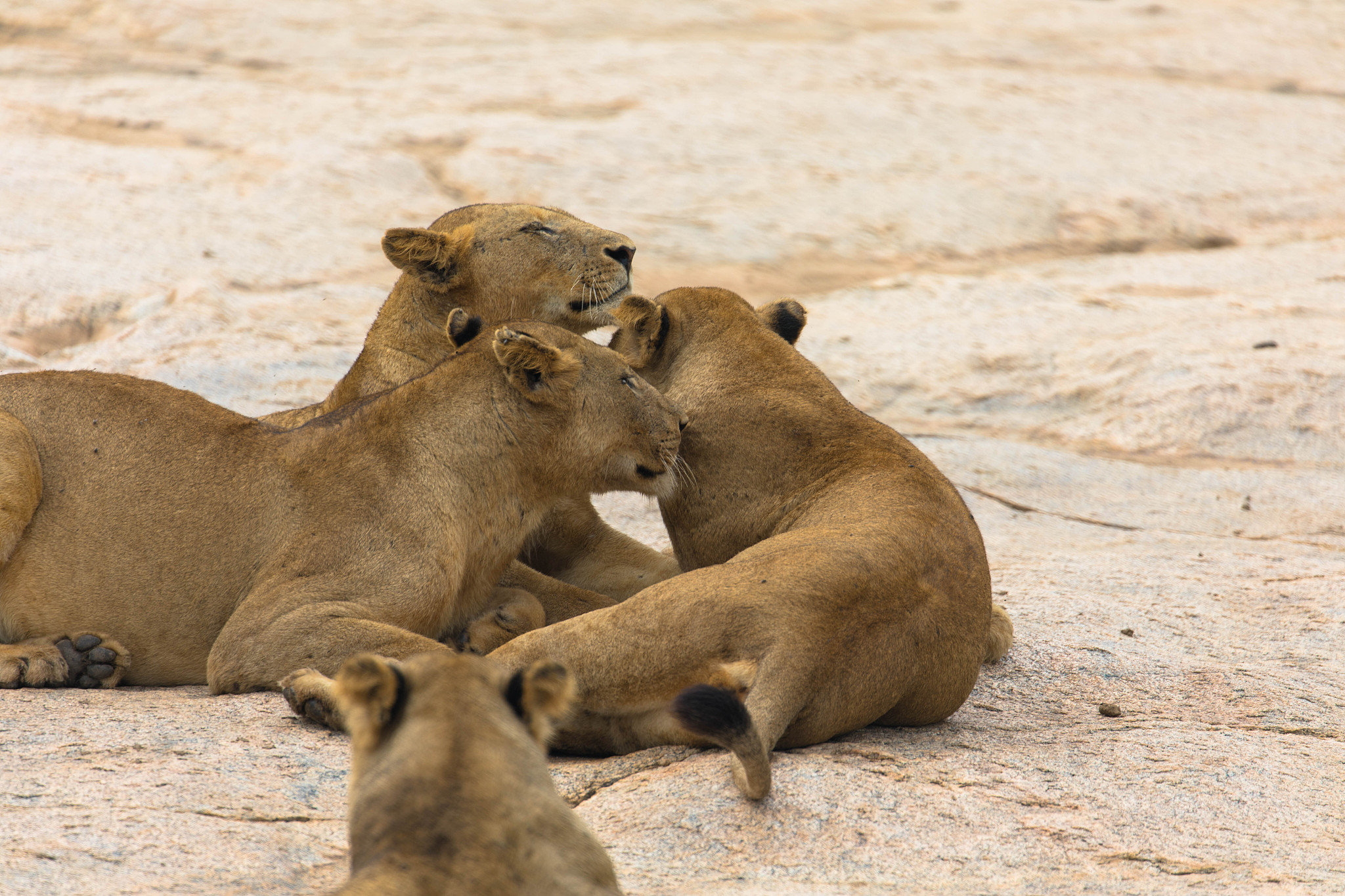 a lion herd in natural habitat