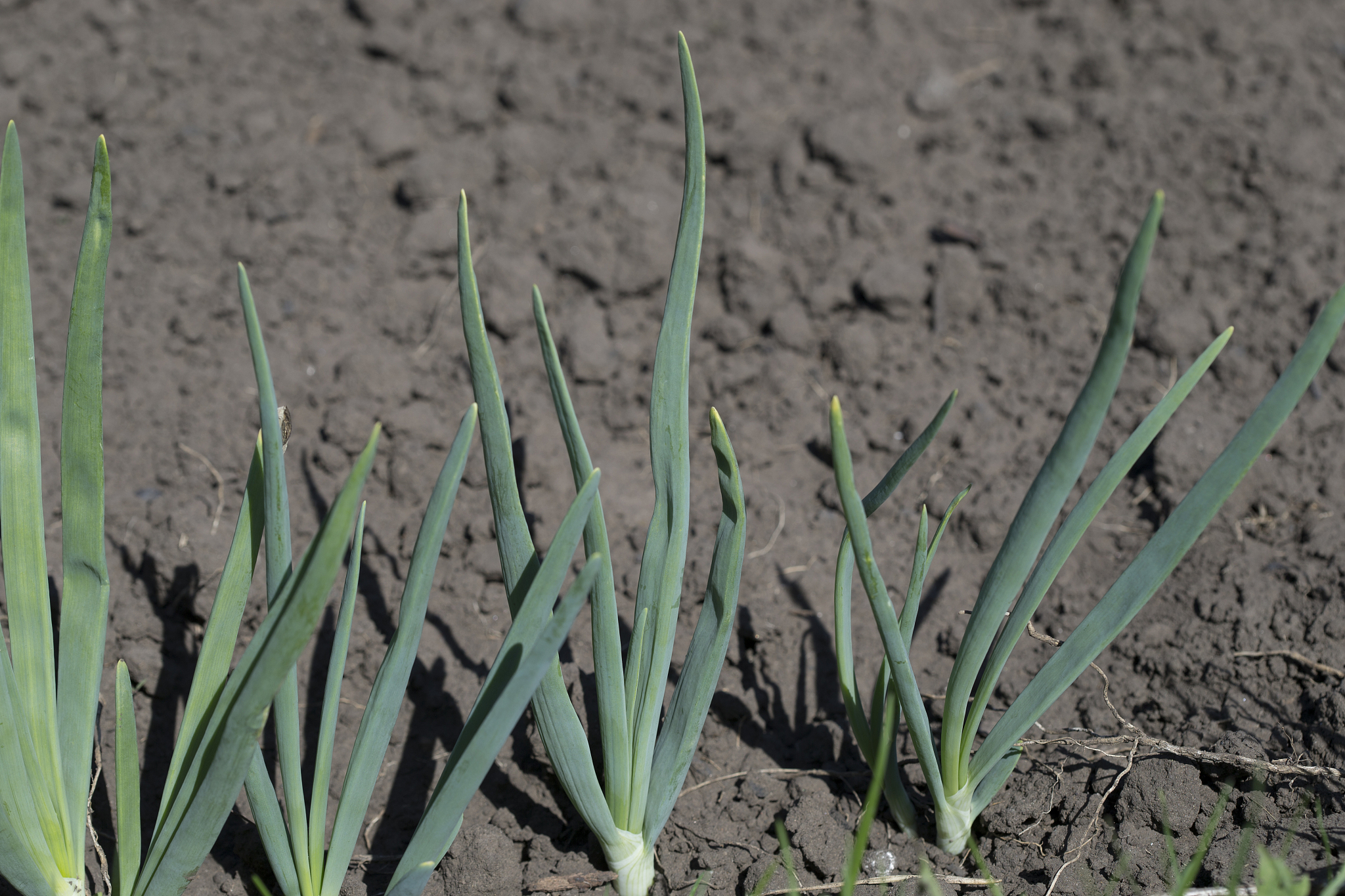 green onion