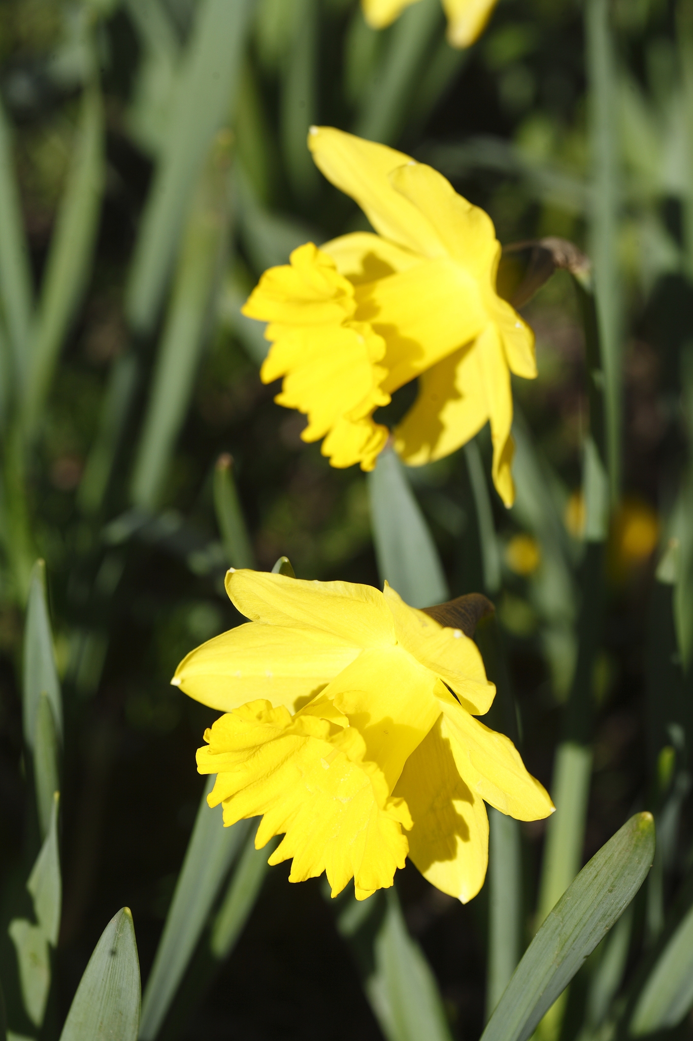 narzissenblüte  (narcissus pseudonarcissus)