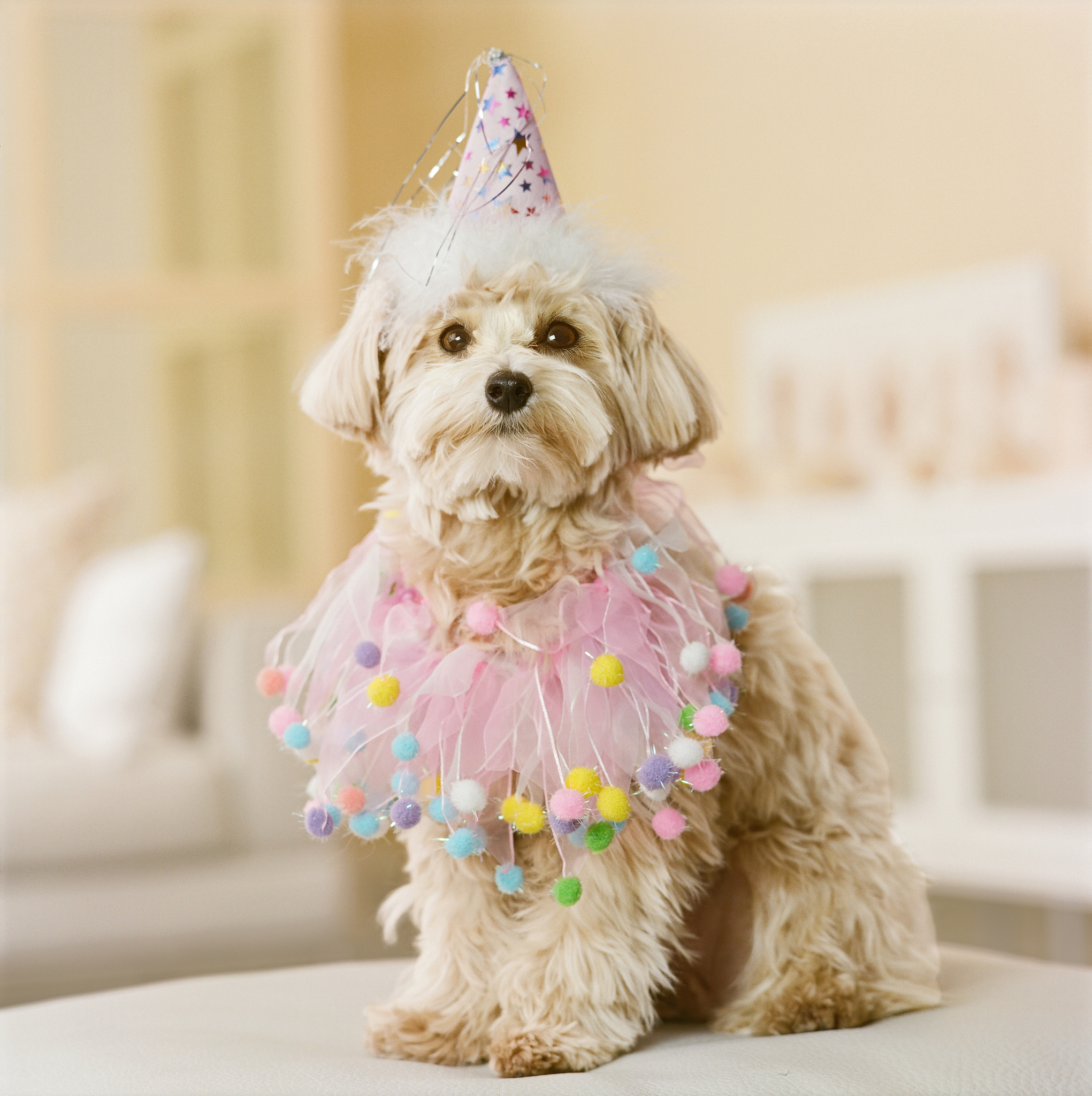 宠物时尚：给宠物穿上衣服和配饰的利弊及选择指南