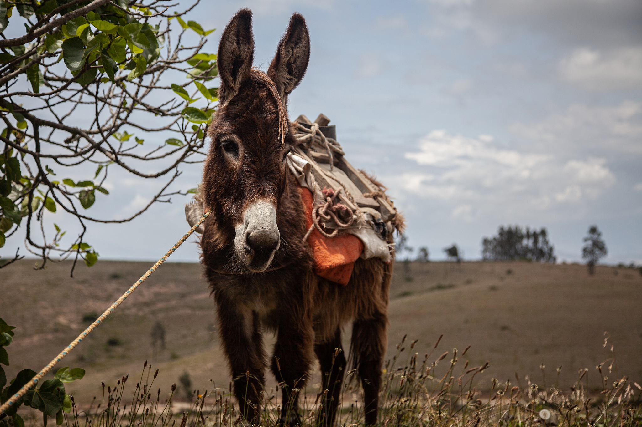 donkey farm background
