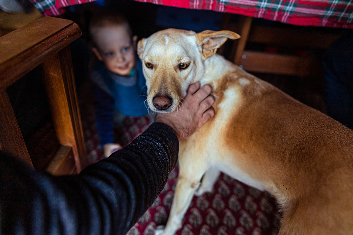 与小狗相遇的作文1000字