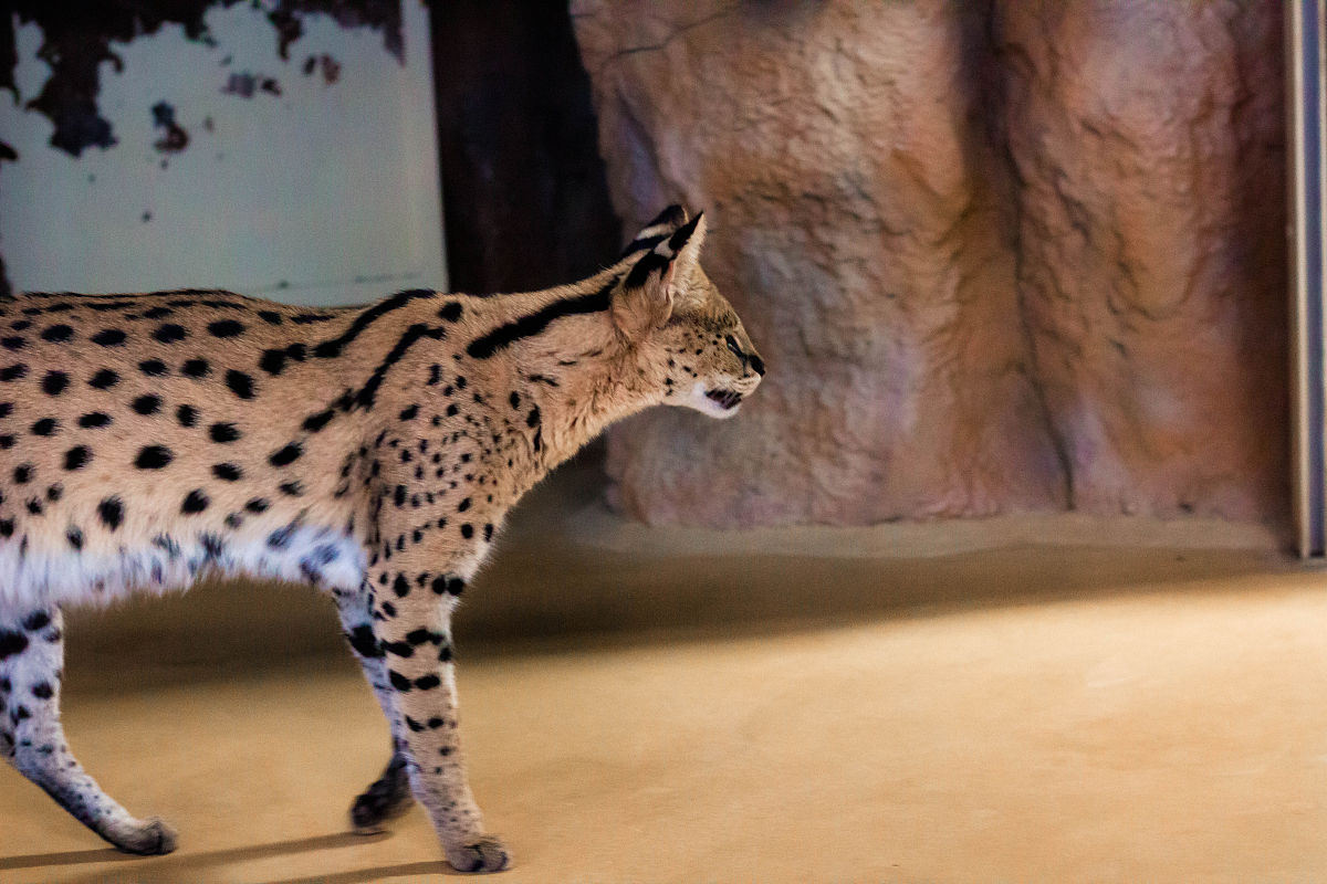 帮我给以下文章写个总结：它的外貌如小奶猫般可爱但请别被外表所迷惑这个小家伙其实已经是成年了！它被认为是世界上最小的野生猫之一属于小型猫科动物是一种极为罕见的物种在全球范围内只有30多只且全部都生活在动物园里。野生锈斑豹猫的主要栖息地包括印度、斯里兰卡和尼泊尔等国家。并且你知道吗？它们的皮毛上还有很多迷人的小黑斑点这样的斑点图案使得它们更容易在树木和灌木丛中隐藏自己避免被可能的捕食者发现。由于它们的