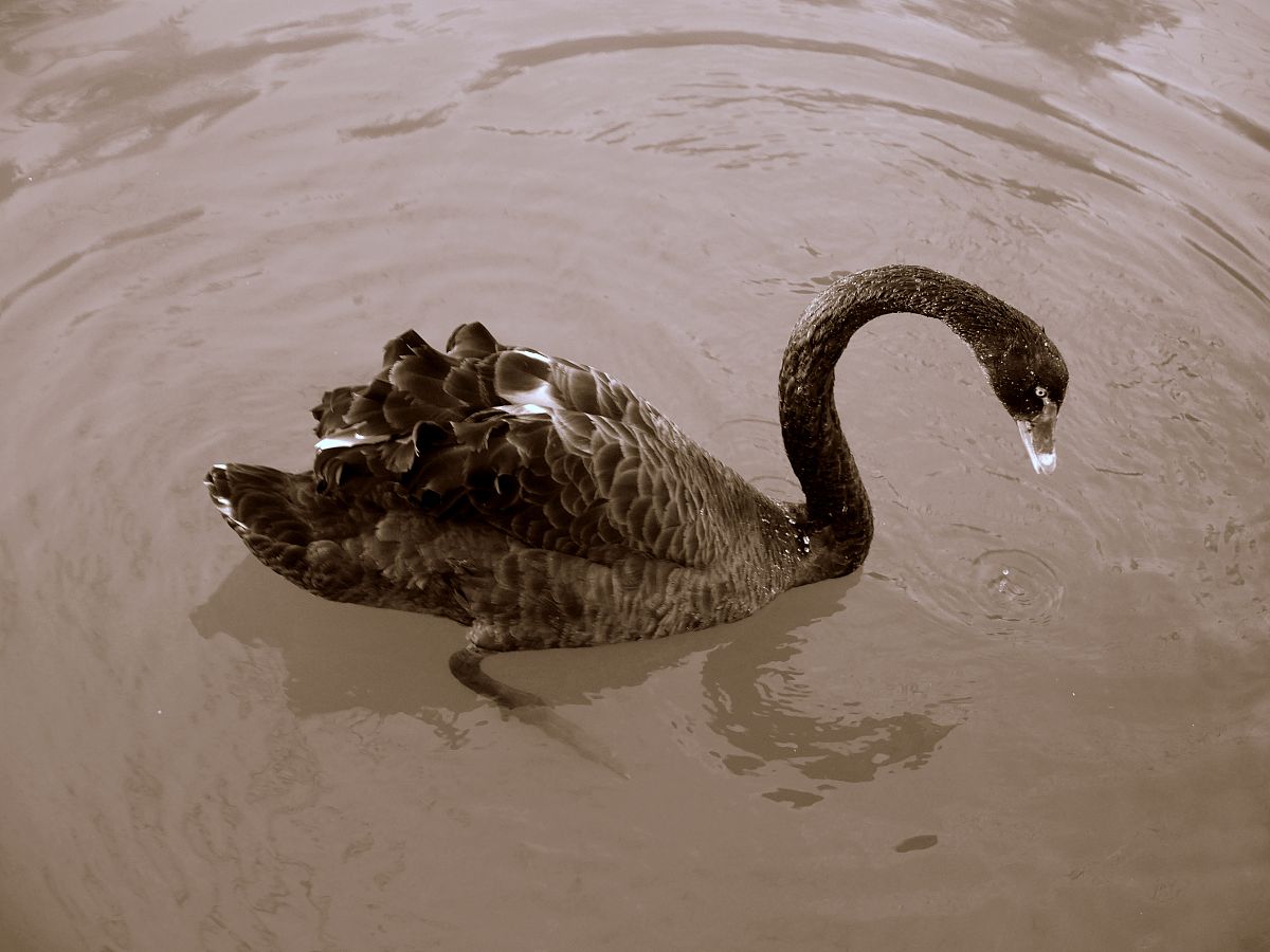 《黑天鹅》第一部分总结：理解黑天鹅事件的重要性