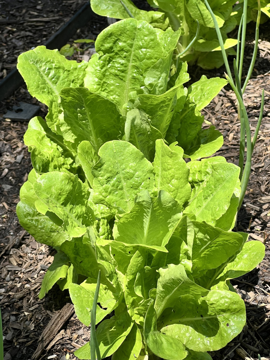 生菜种植之旅开启绿色探索,超越园艺,触及生命,自然与美学的深邃