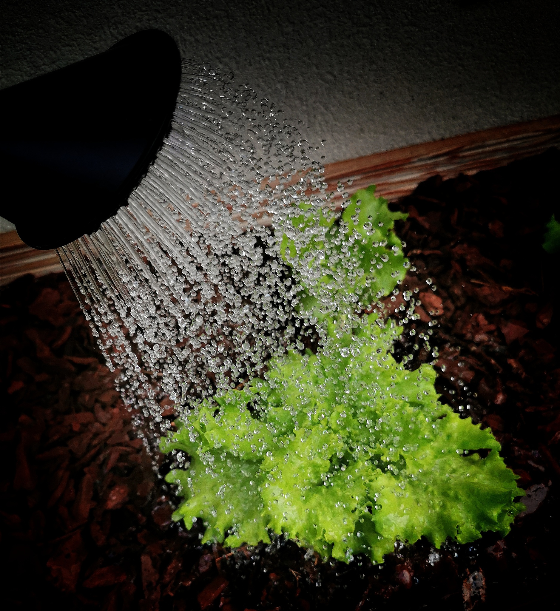 小型浮游植物压舱作用低的原因分析