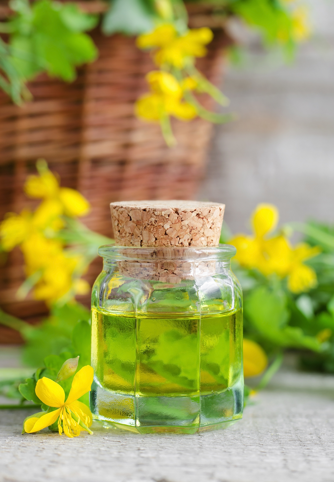 small bottle of celandine infusion (herbal tincture, oil)