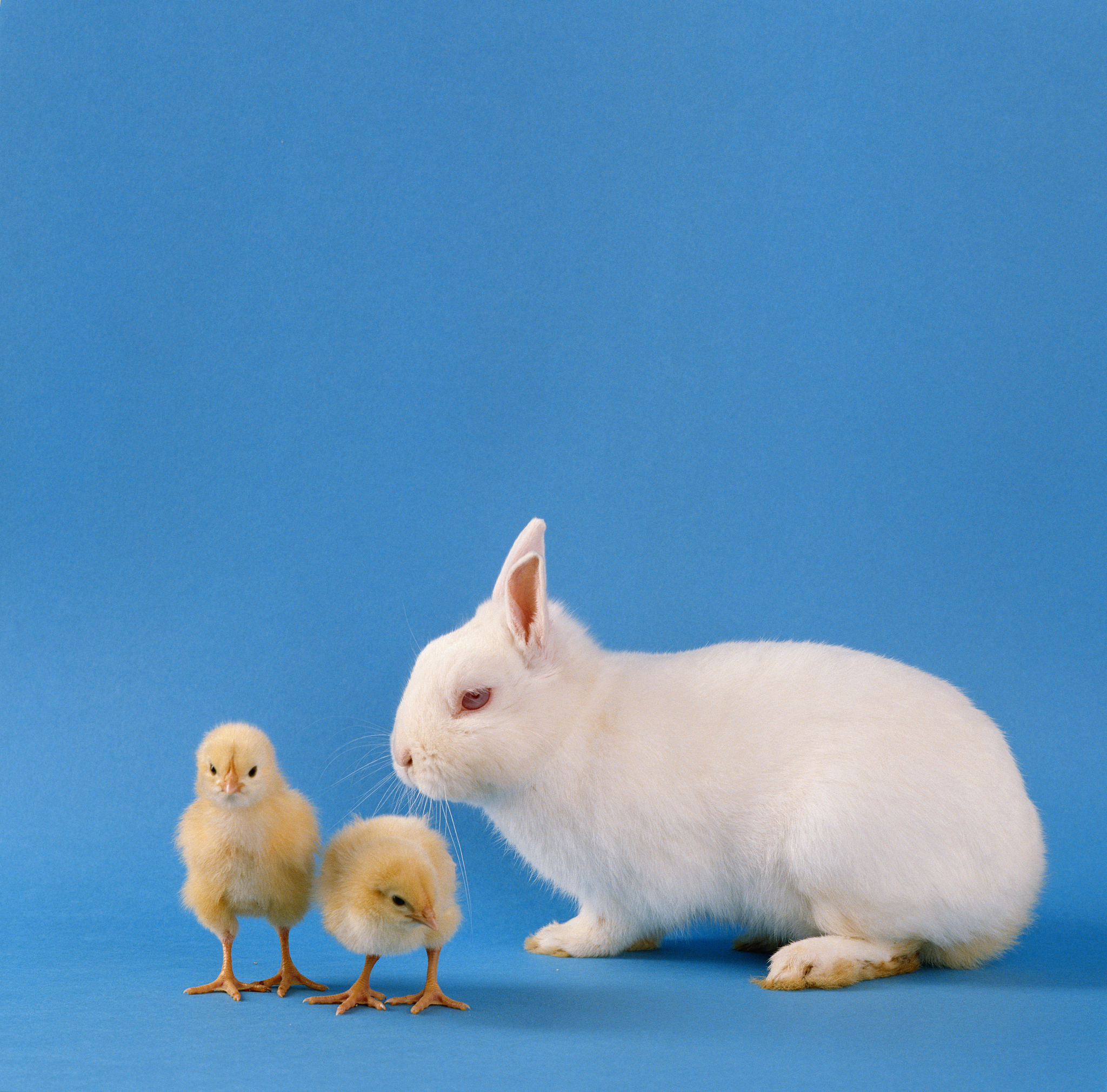 鸡兔同笼问题：解题思路与公式 - 数学谜题