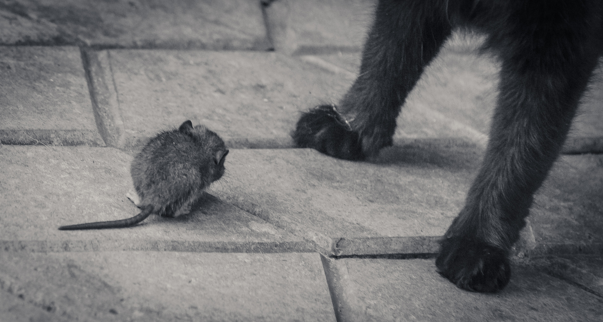 给我写一个随机题材的30字小说