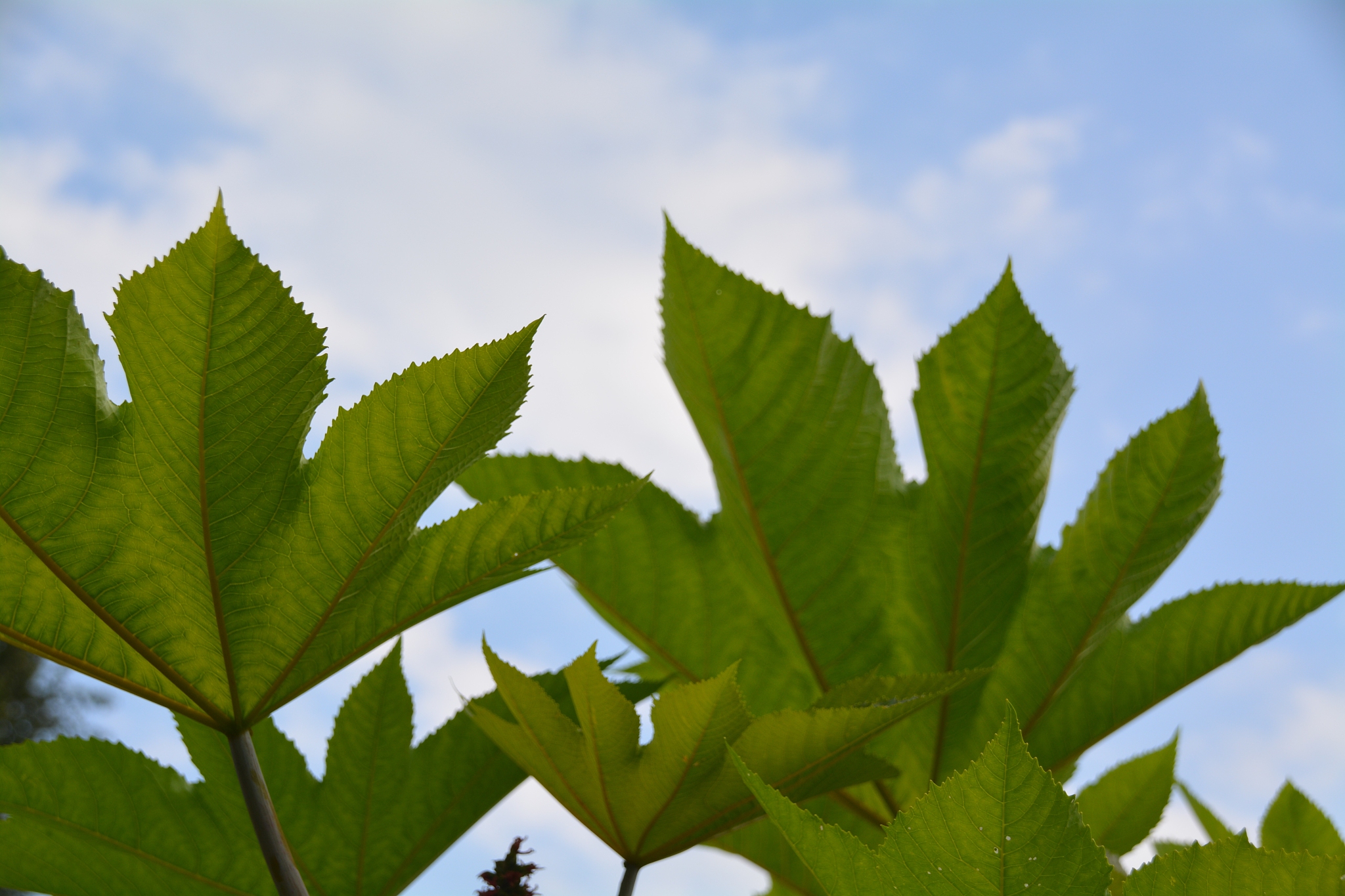 close-up of plant against sky