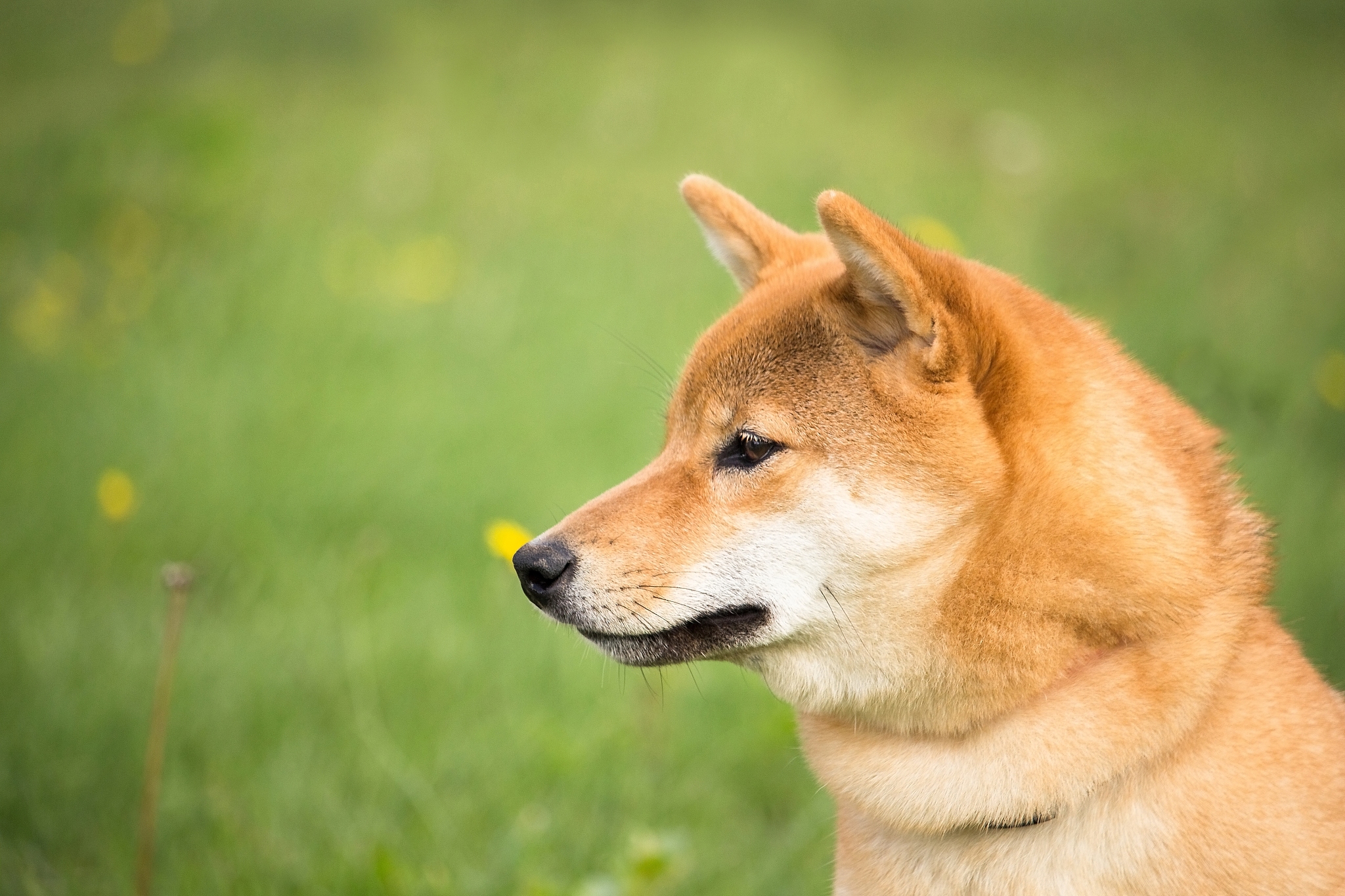 犬渐进性视网膜萎缩变性-RCD4型检测诊断