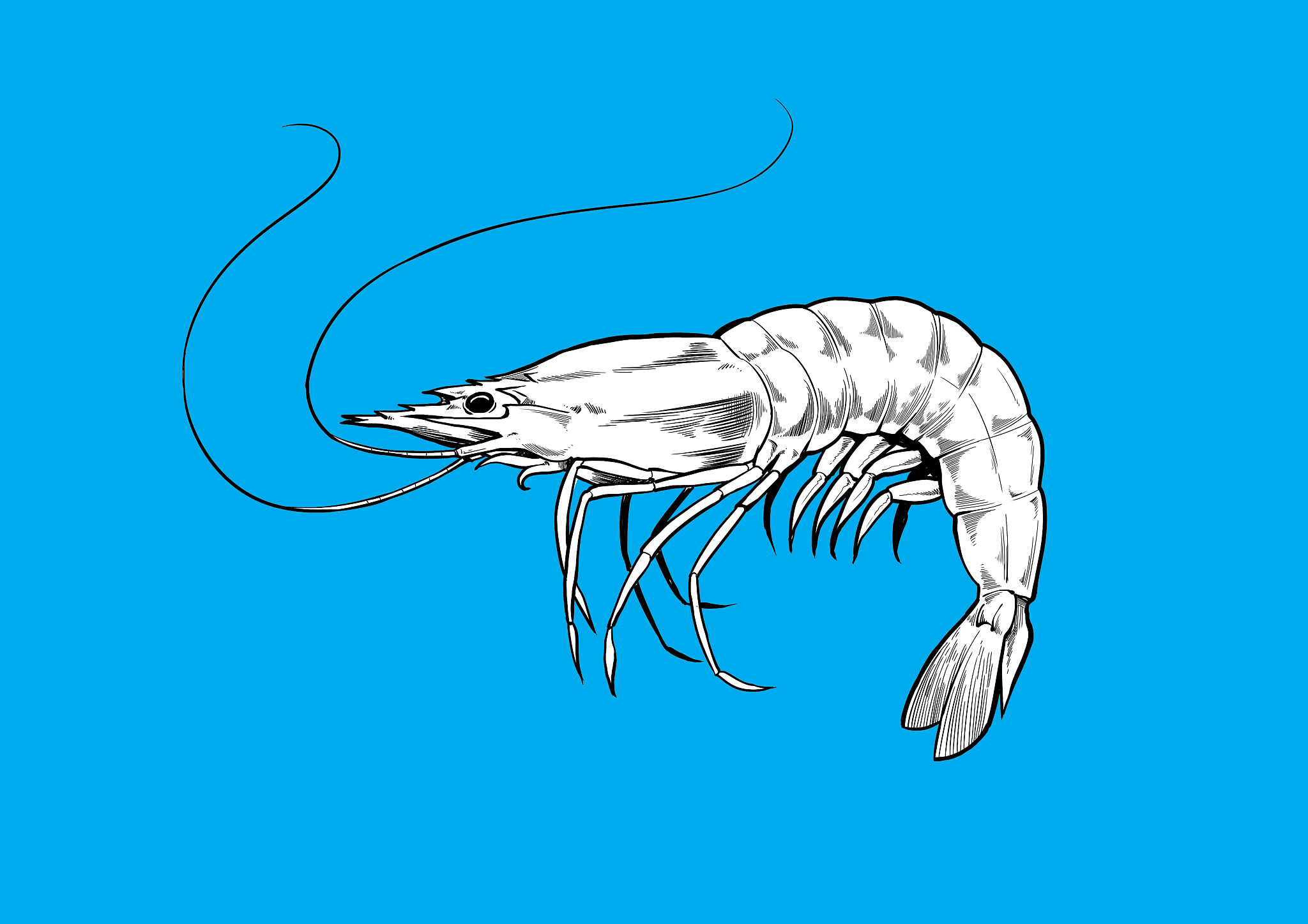 虾的哪些部位可以吃哪些部位不可以吃