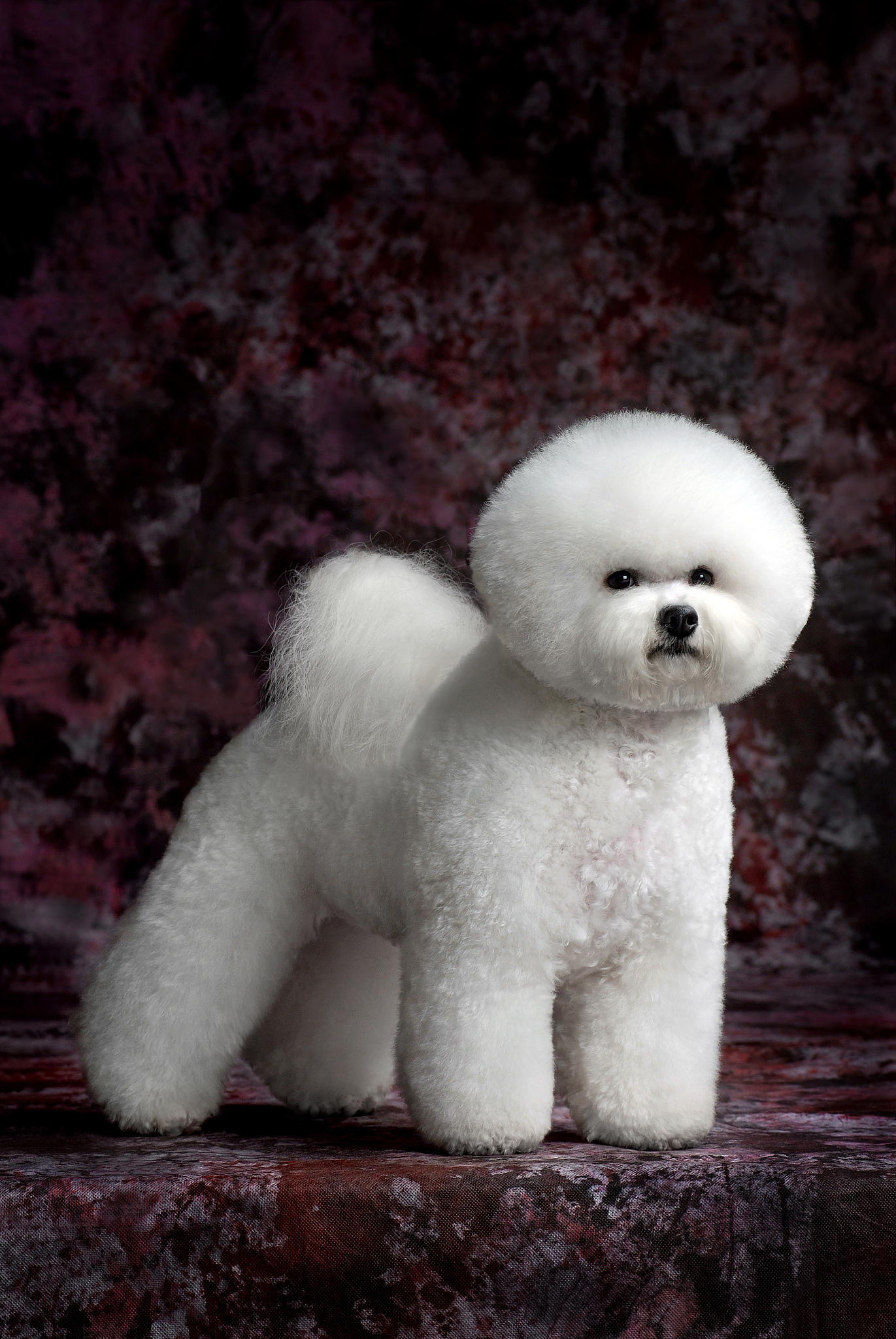 我养了条狗它是比熊名叫米粒白色的有时候叫他傻狗它有什么故事？500字