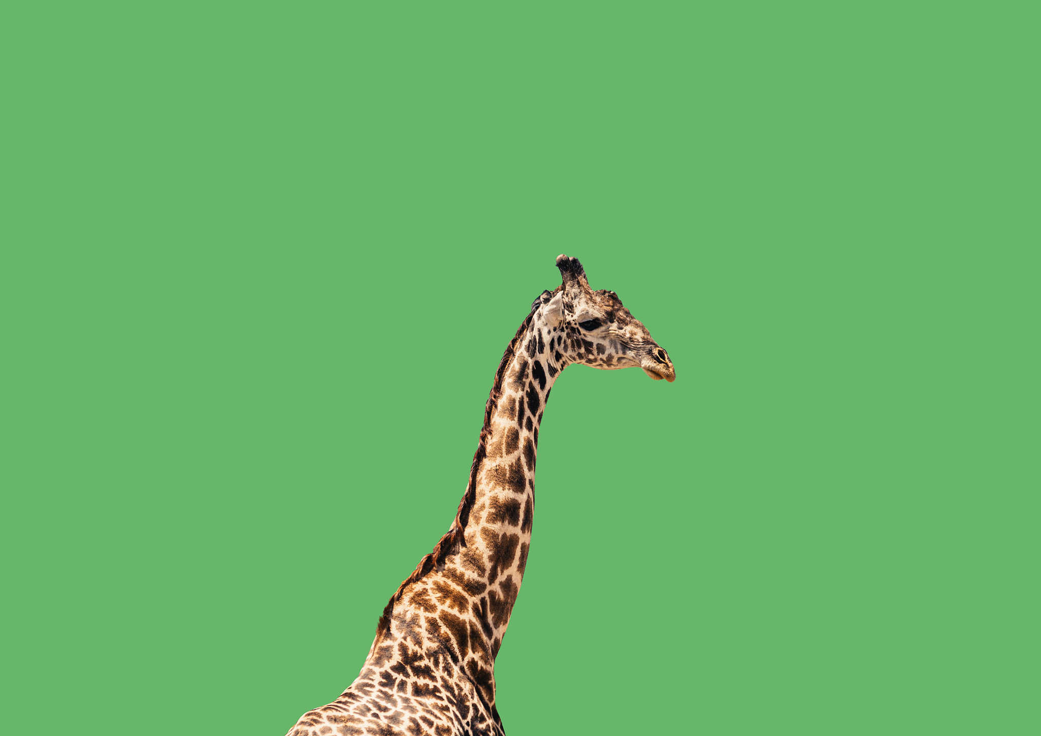 ANIMAL BEHAVIOUR 期刊介绍