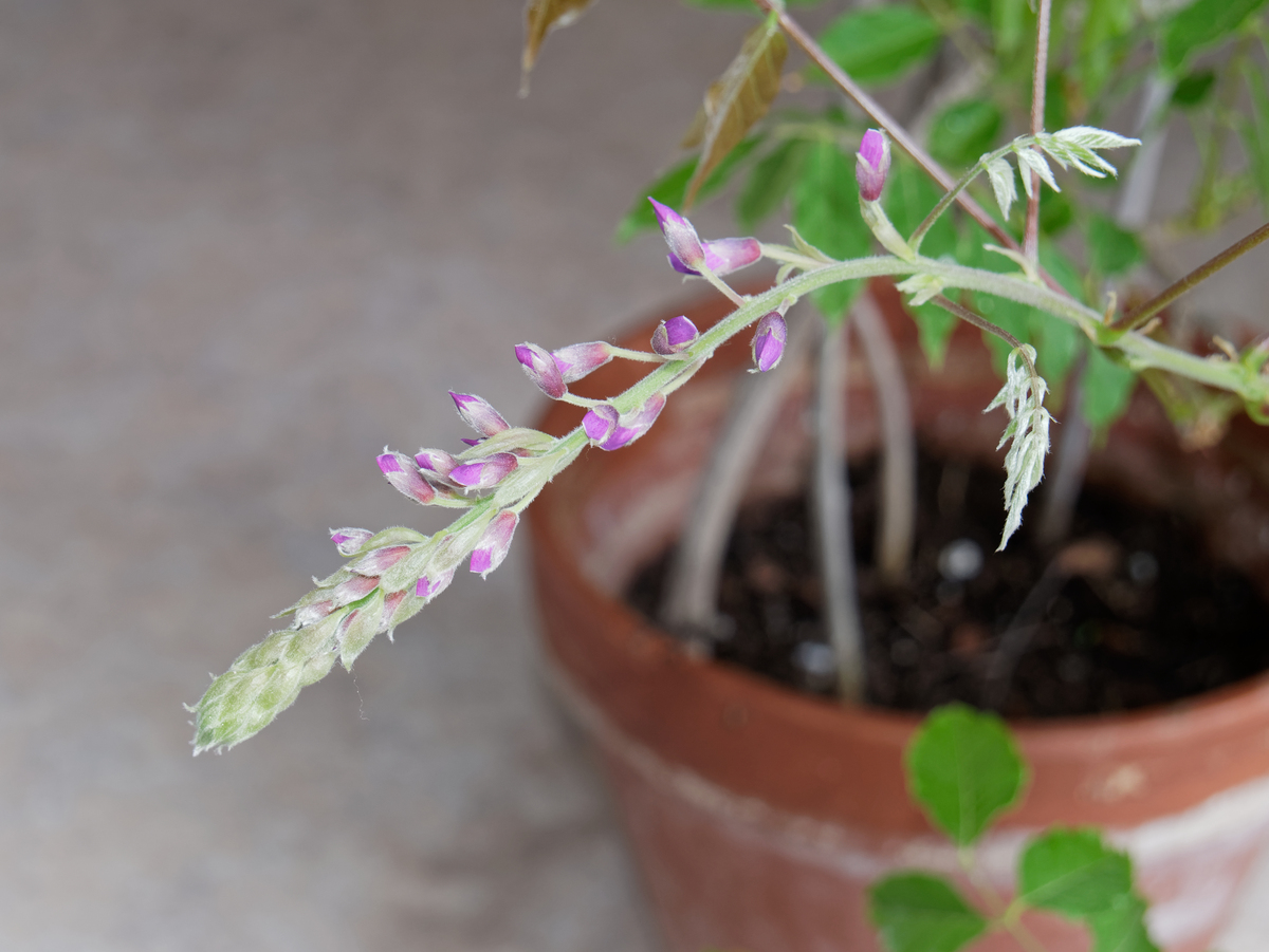 花蕾：植物生长关键阶段，促进繁殖、获取能量、保护花茎