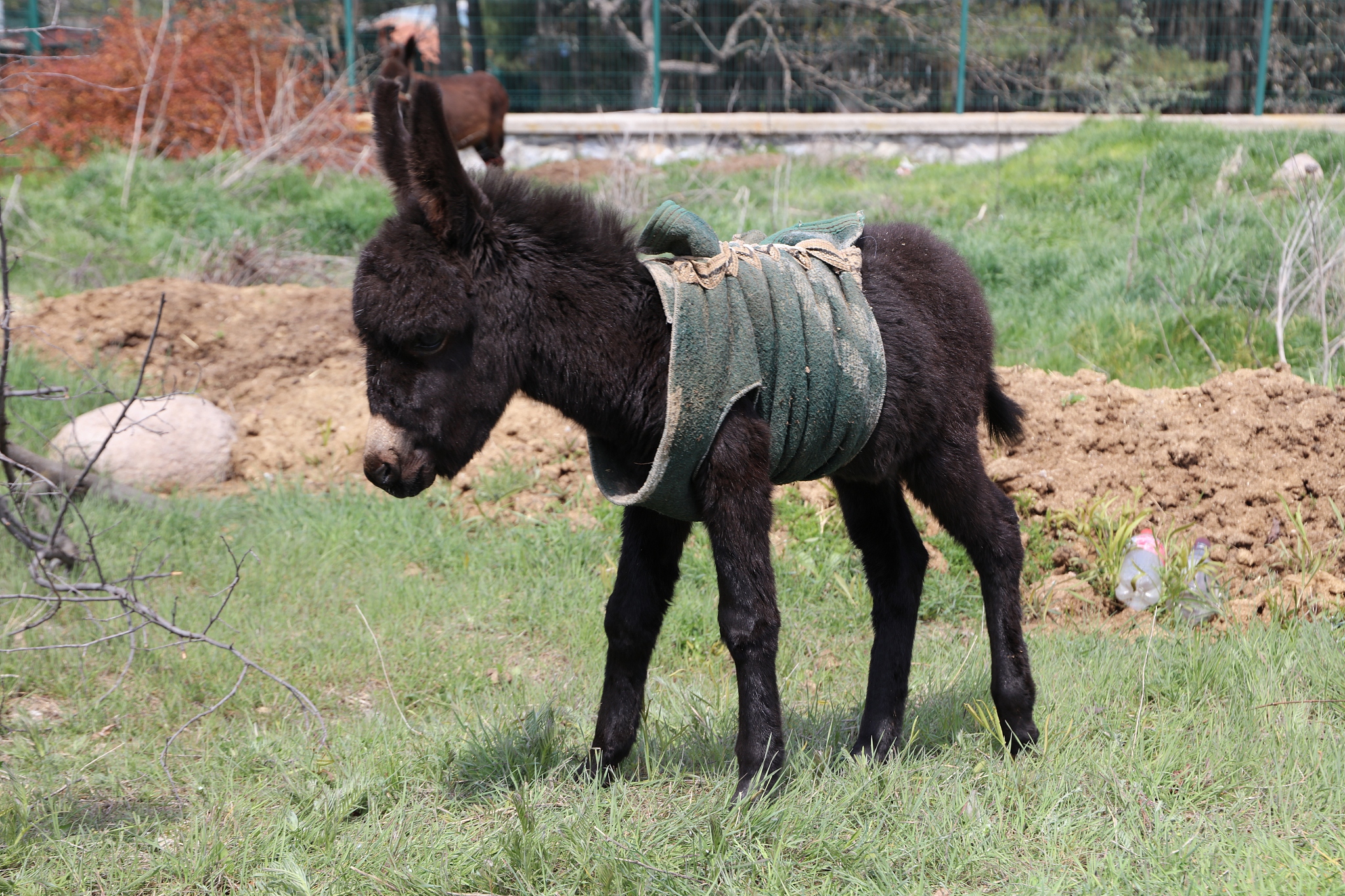 baby donkey in a field