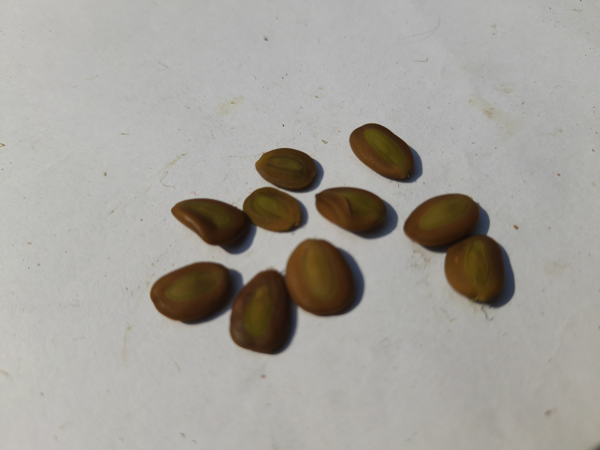 不是是种子的颜色是黄色的