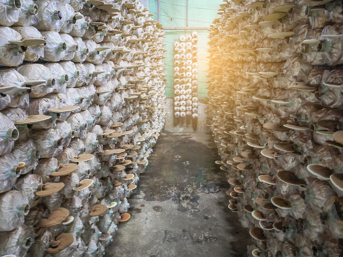 食药用菌专科课程有哪些？用发