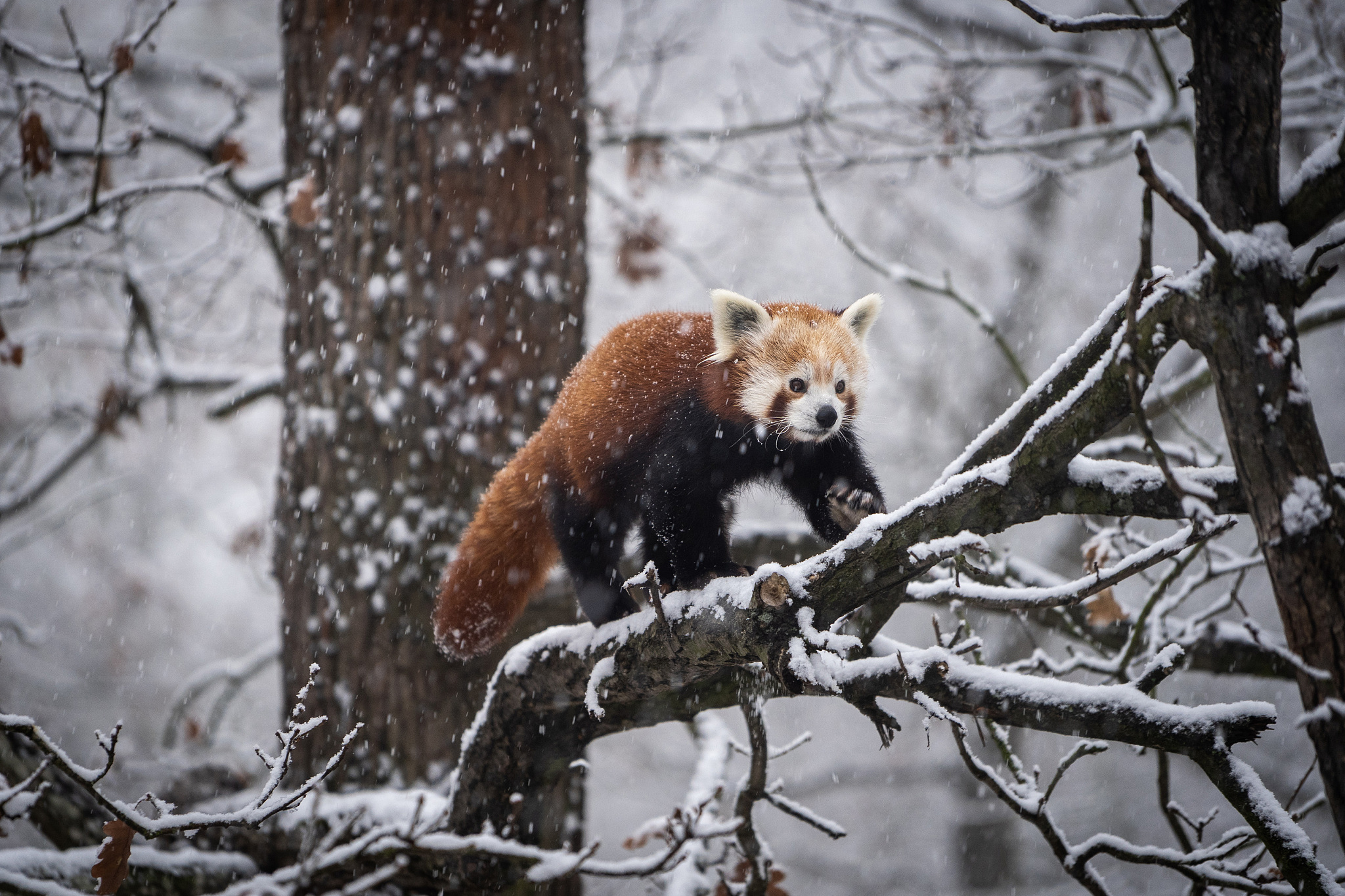 桌面端firefox浏览器怎么关闭更新提醒