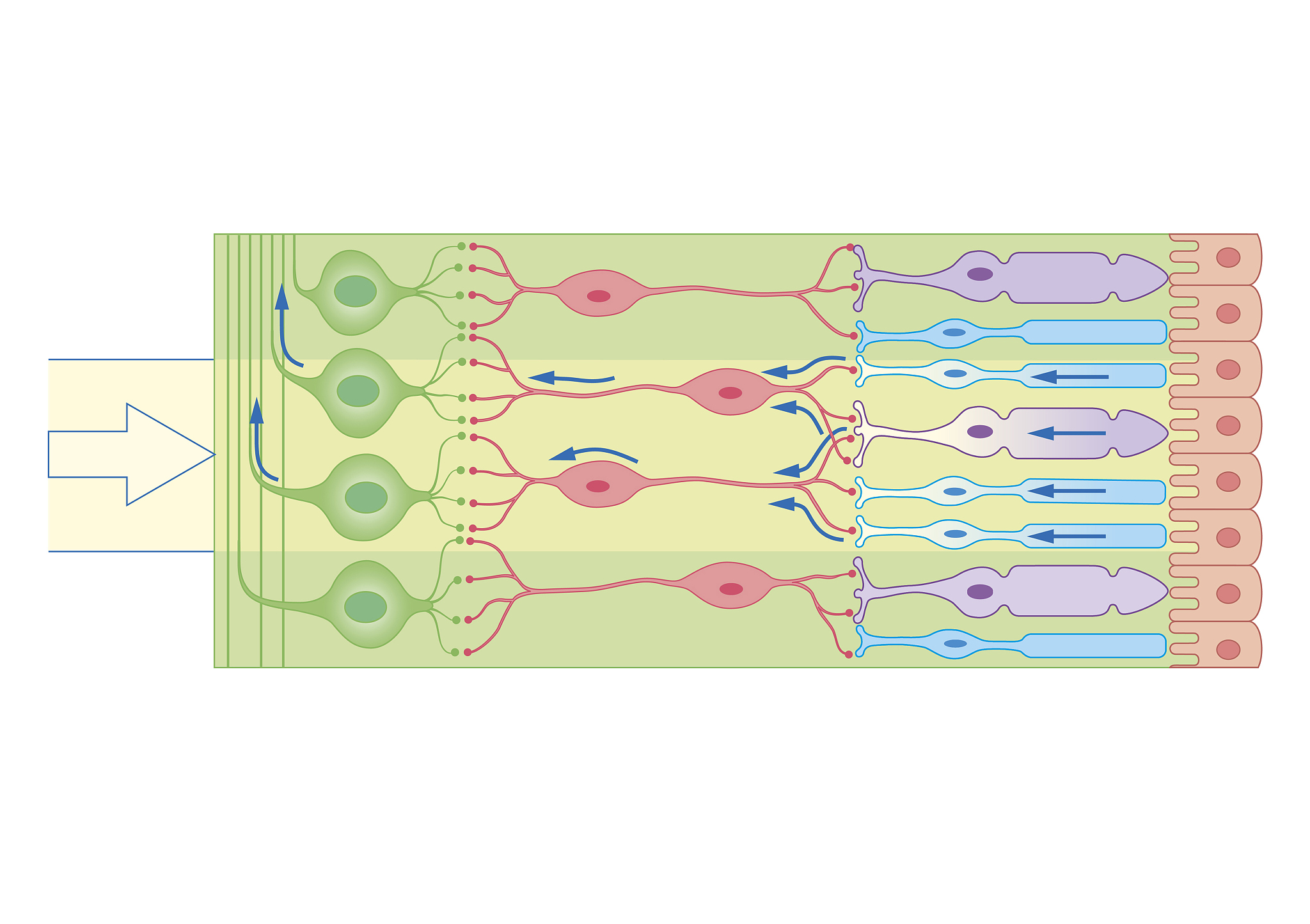 钠钾泵工作原理详解：机制、步骤及重要性