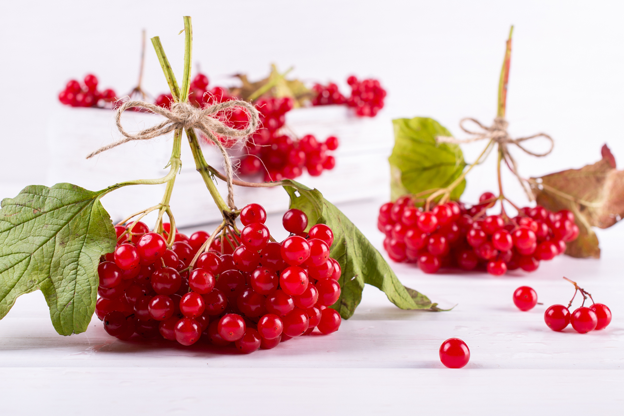 bunch of fresh ripe organic viburnum berries  on white backgroun
