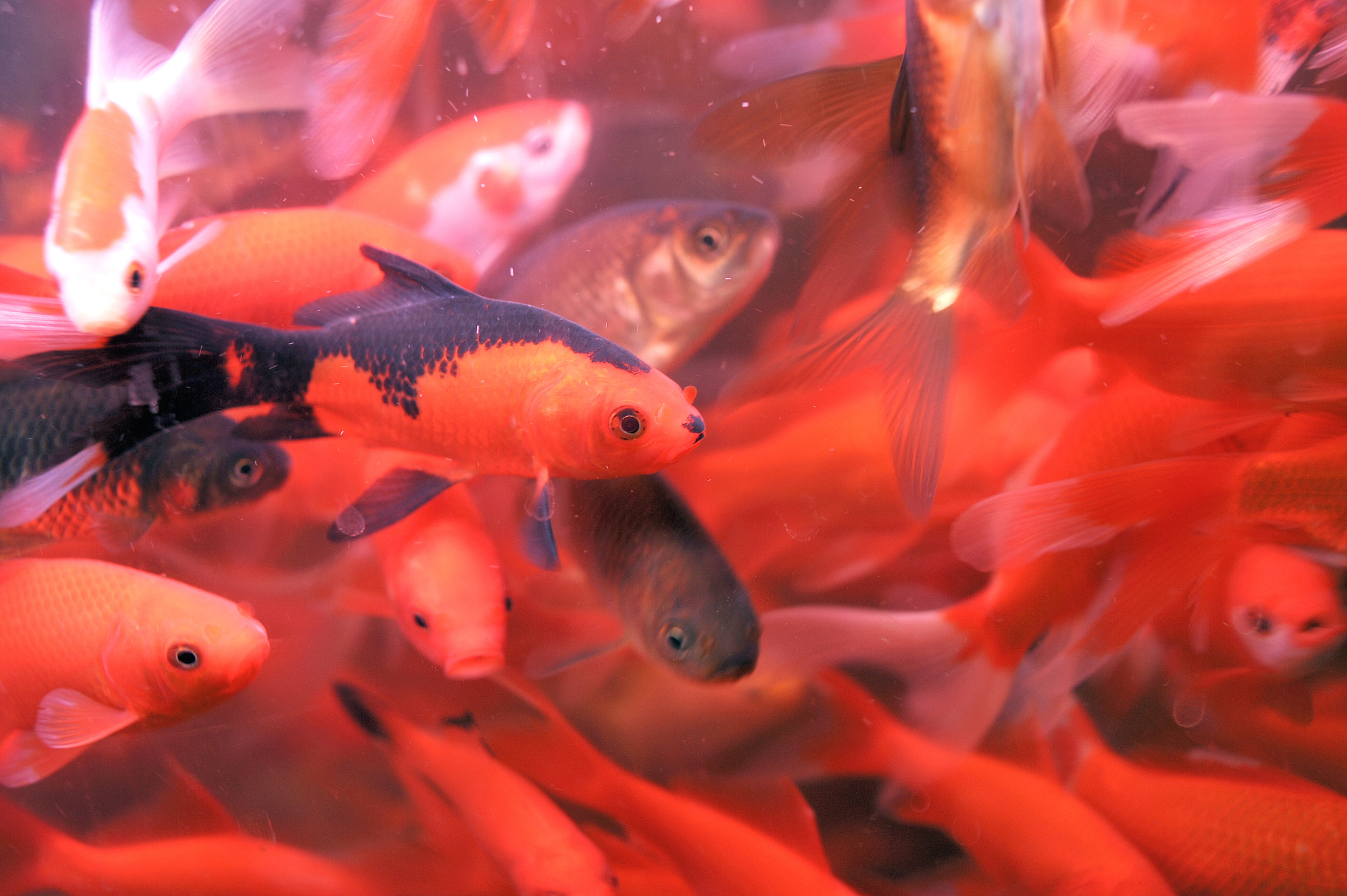 红色鲤鱼可以吃吗怎么做好吃