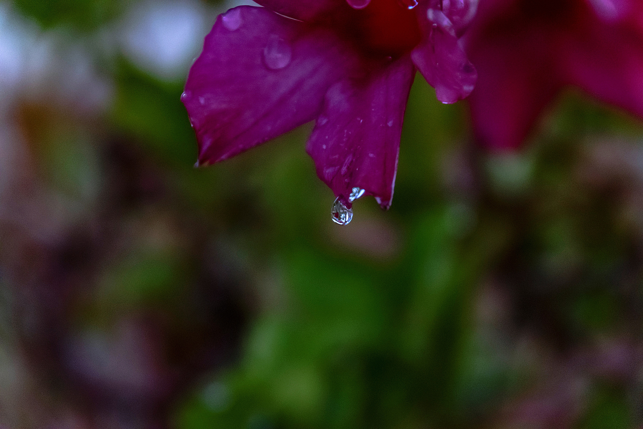 下雨天，鲜花更美！