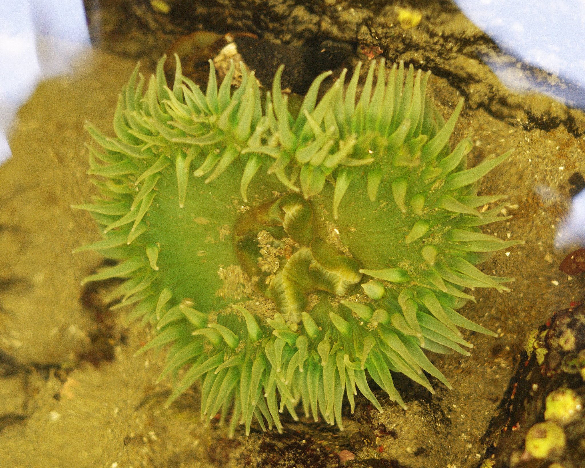anemone plant in ocean