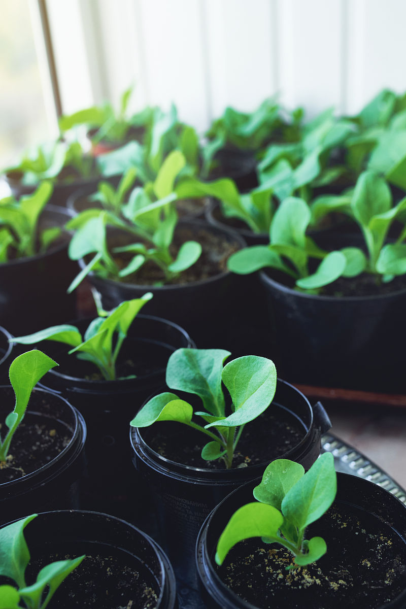 贵阳中医学院中草药栽培与鉴定专业招生 - 培养中草药产业人才